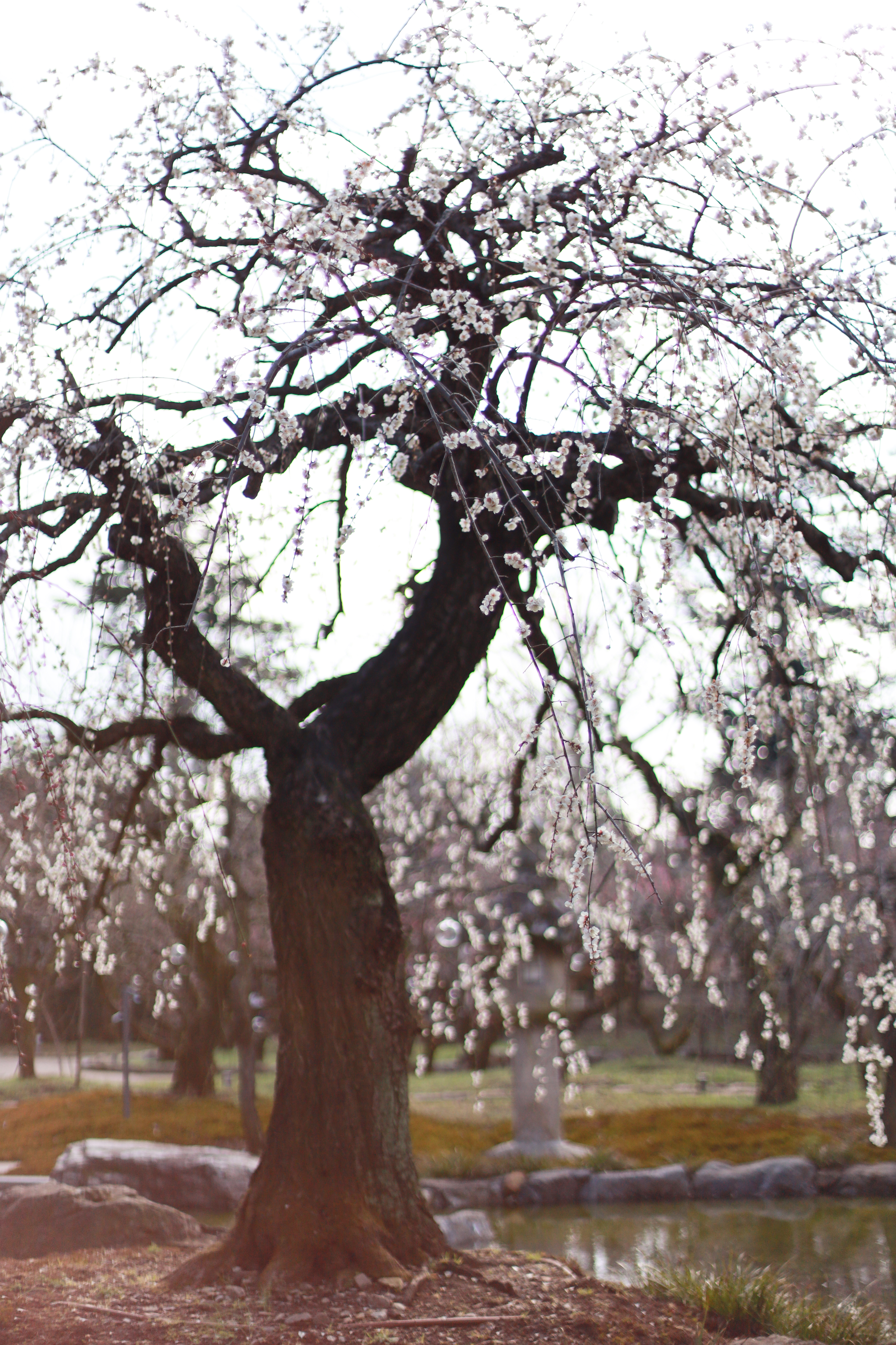 北野天満宮の画像3