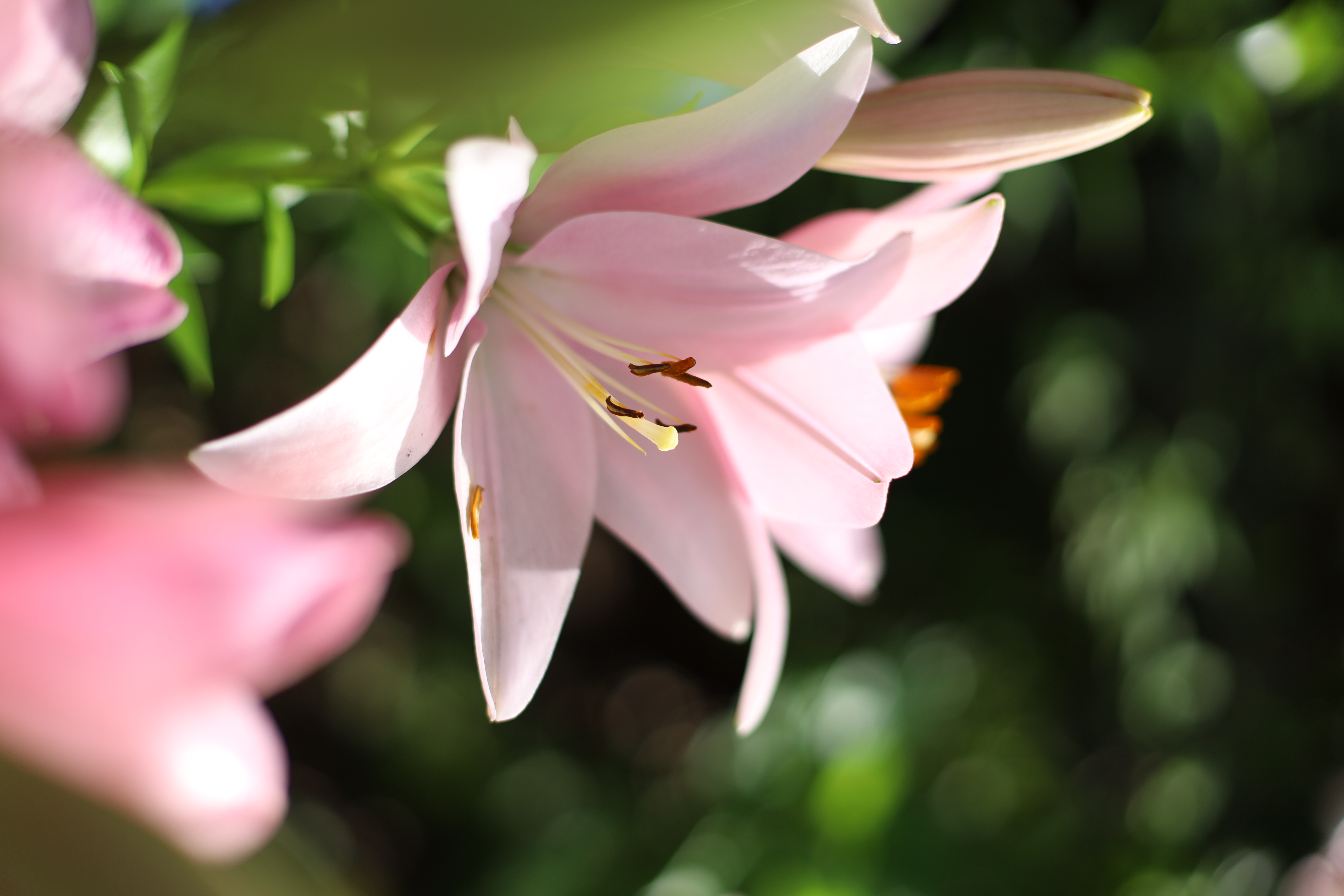 The Day Osakaの画像6