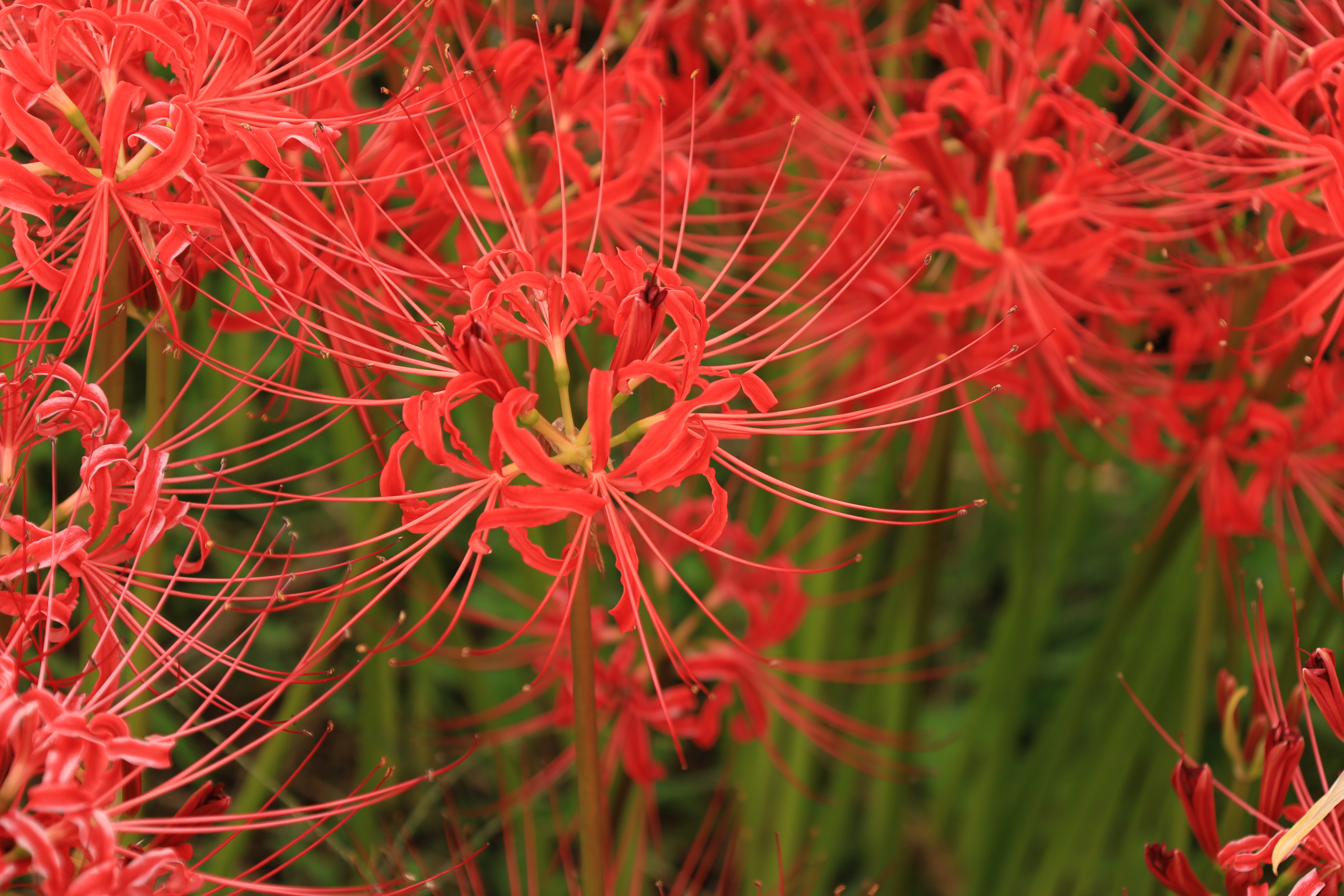 彼岸花の里の画像4