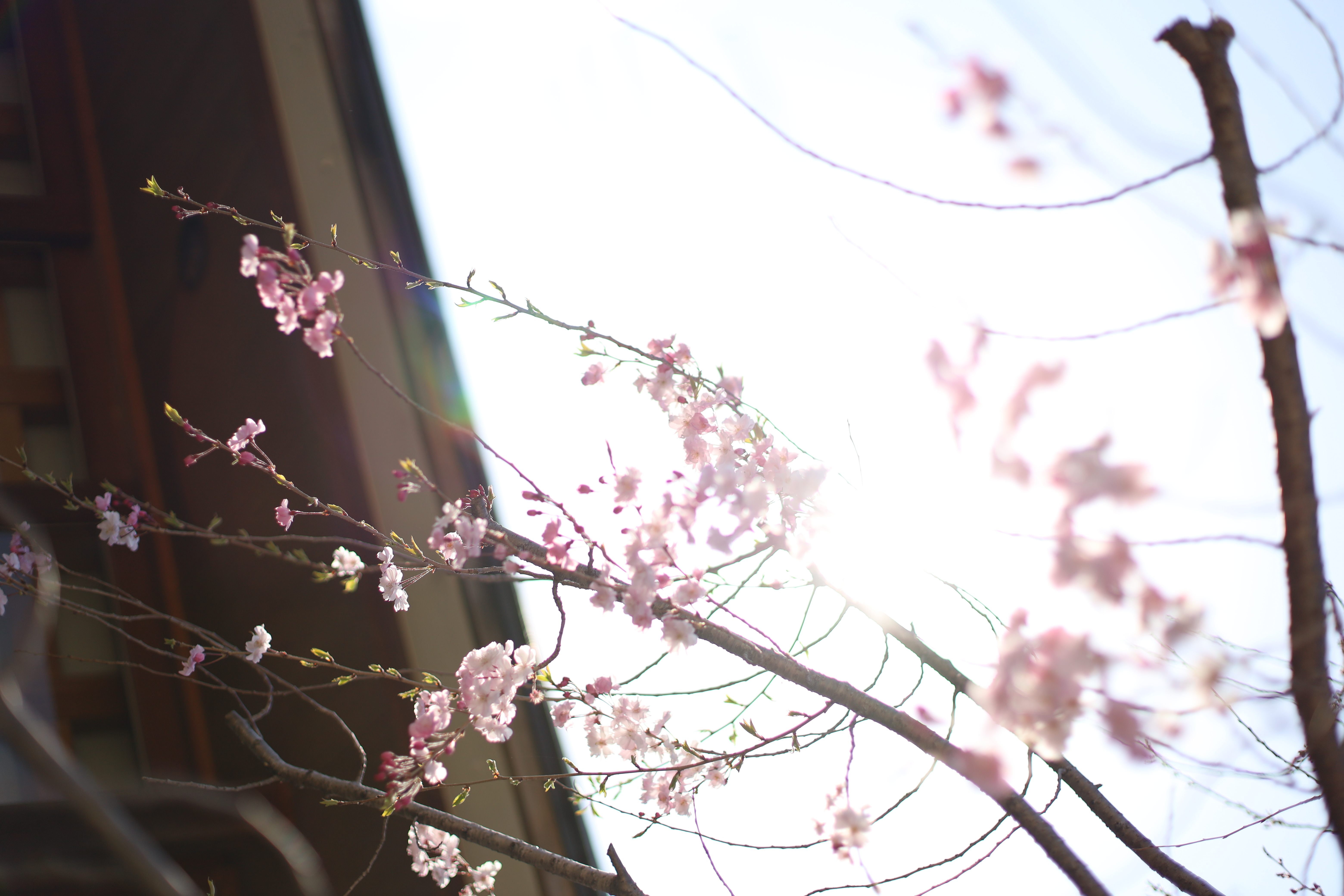 四天王寺の画像3