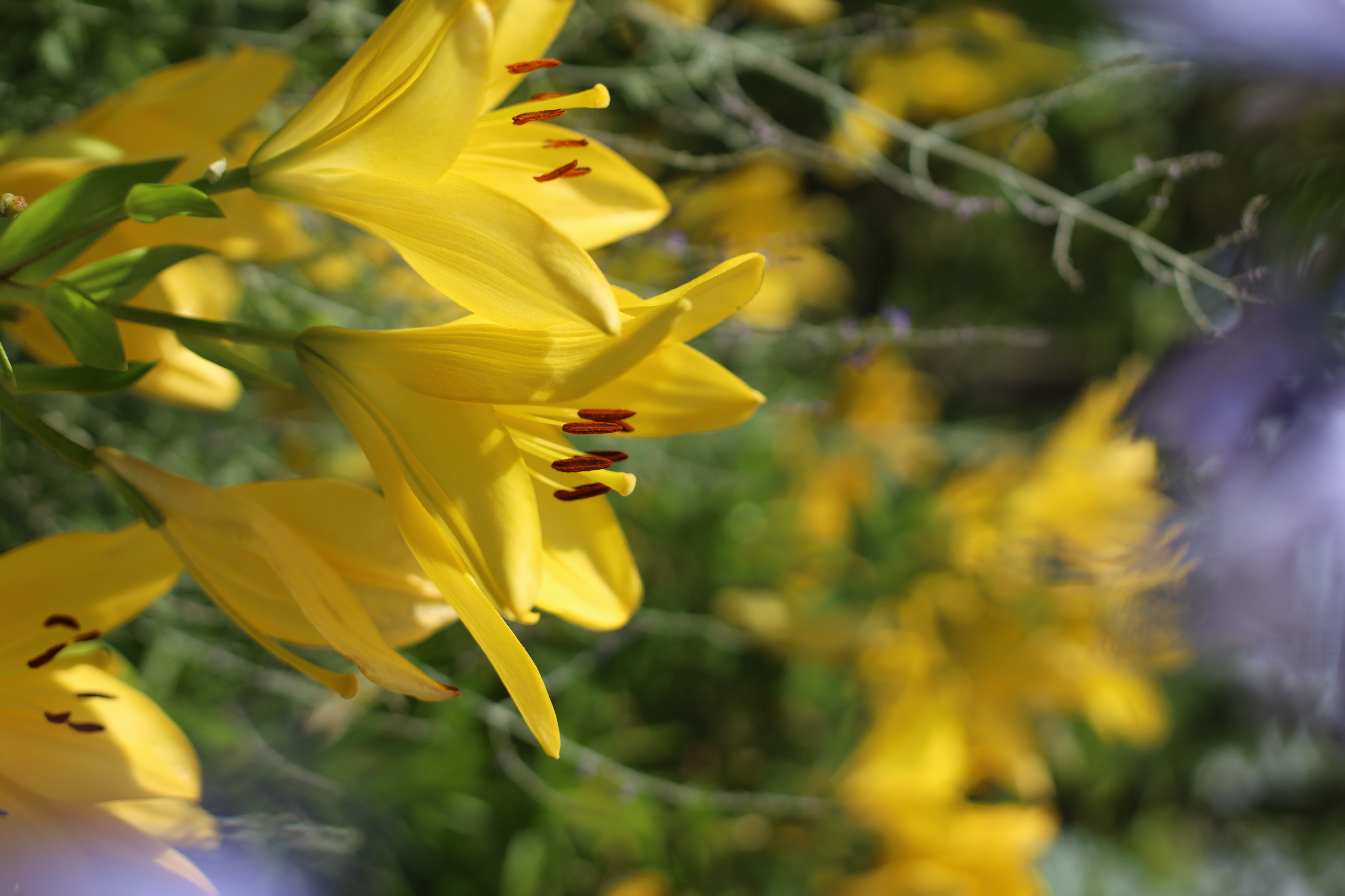 The Day Osakaの画像2