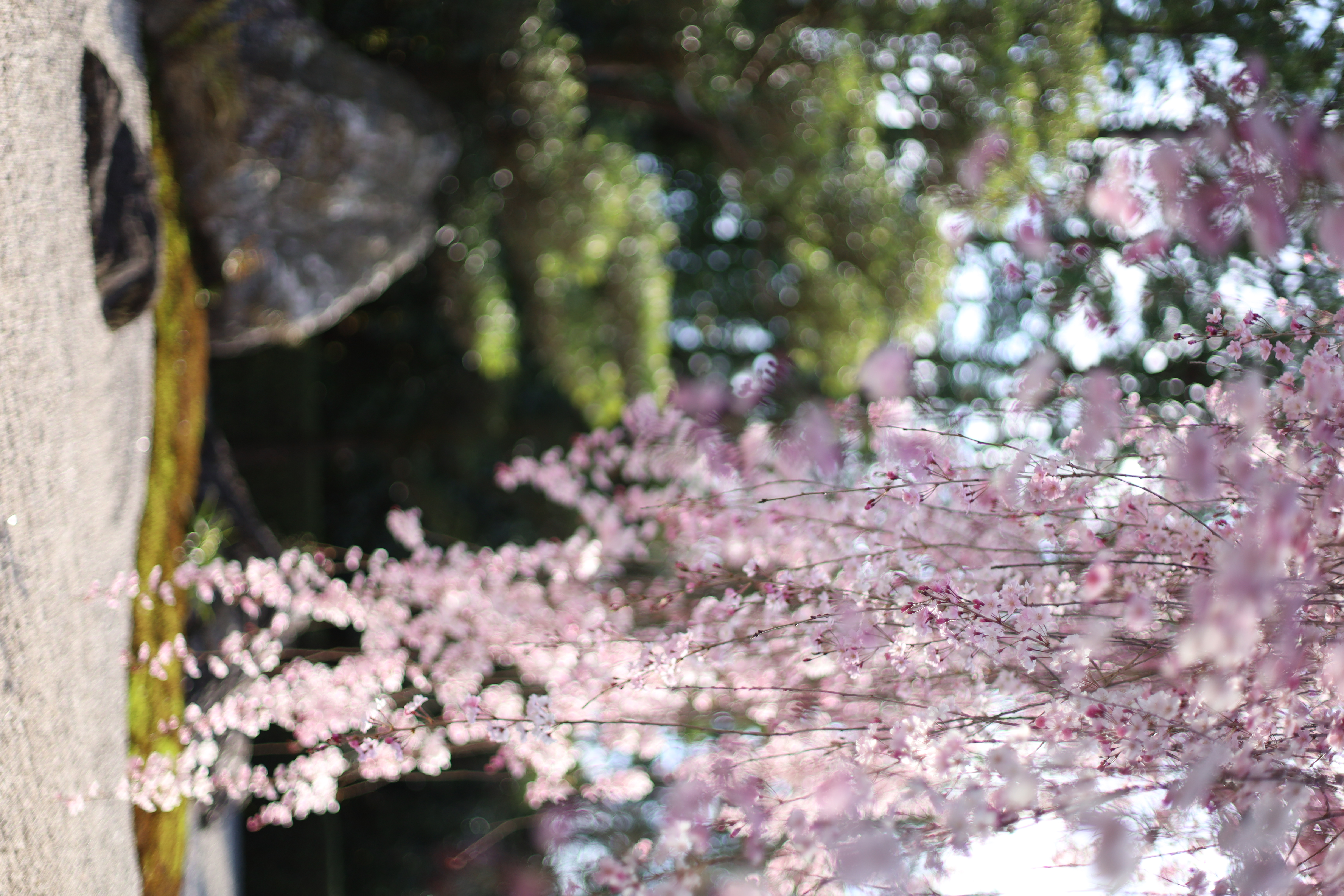花園妙心寺町の画像1