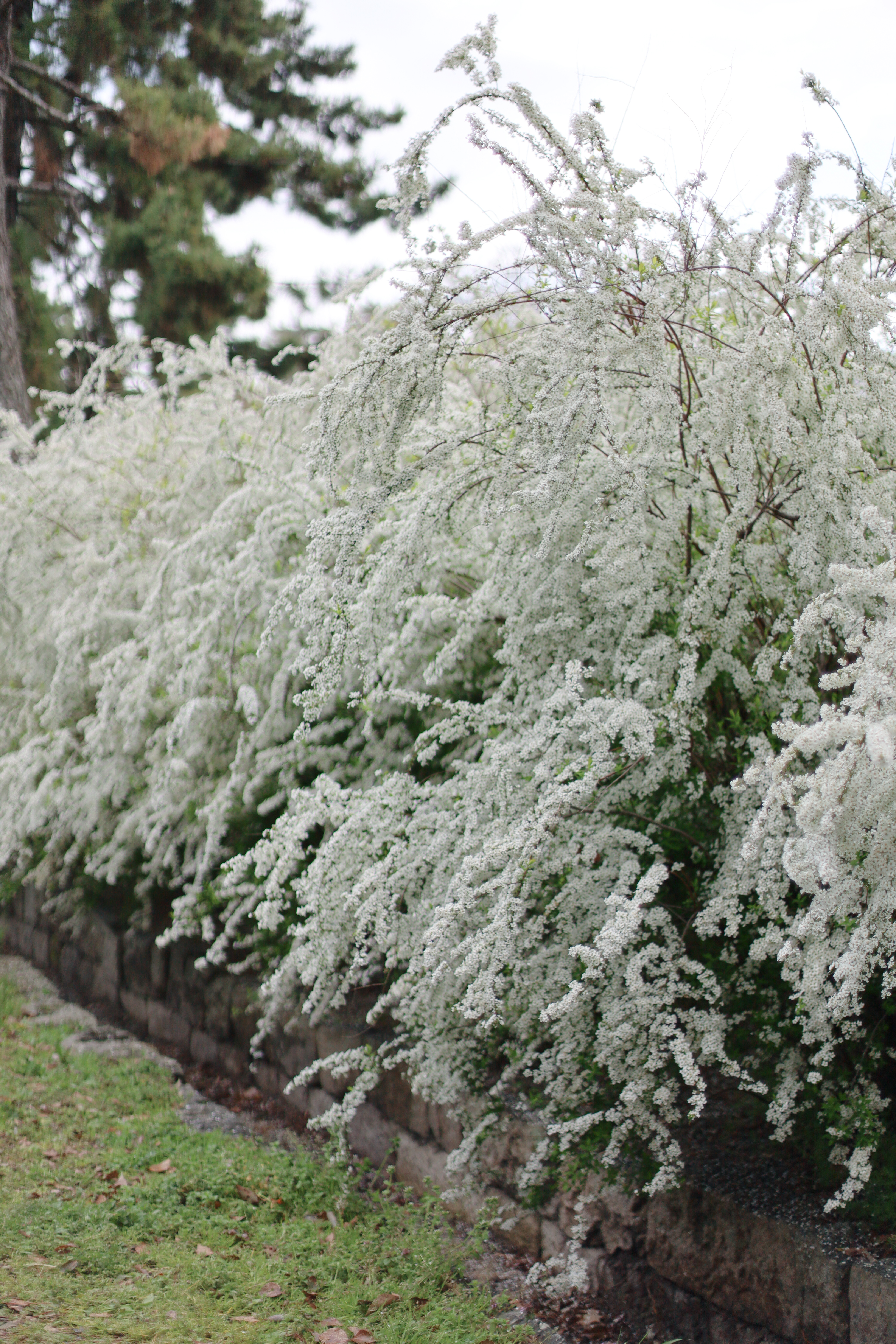 京都御所近辺の画像1