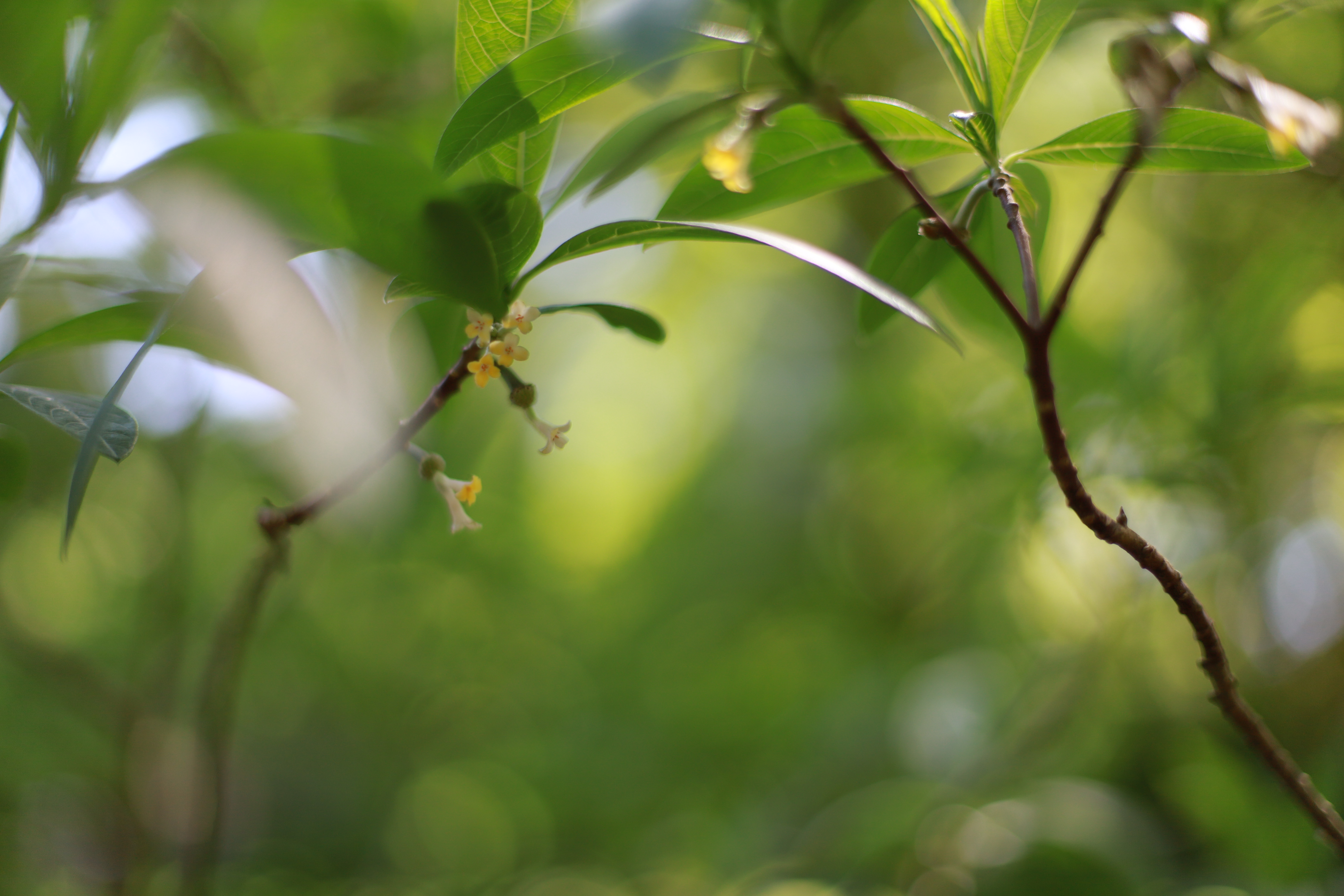 萬葉植物園の画像7