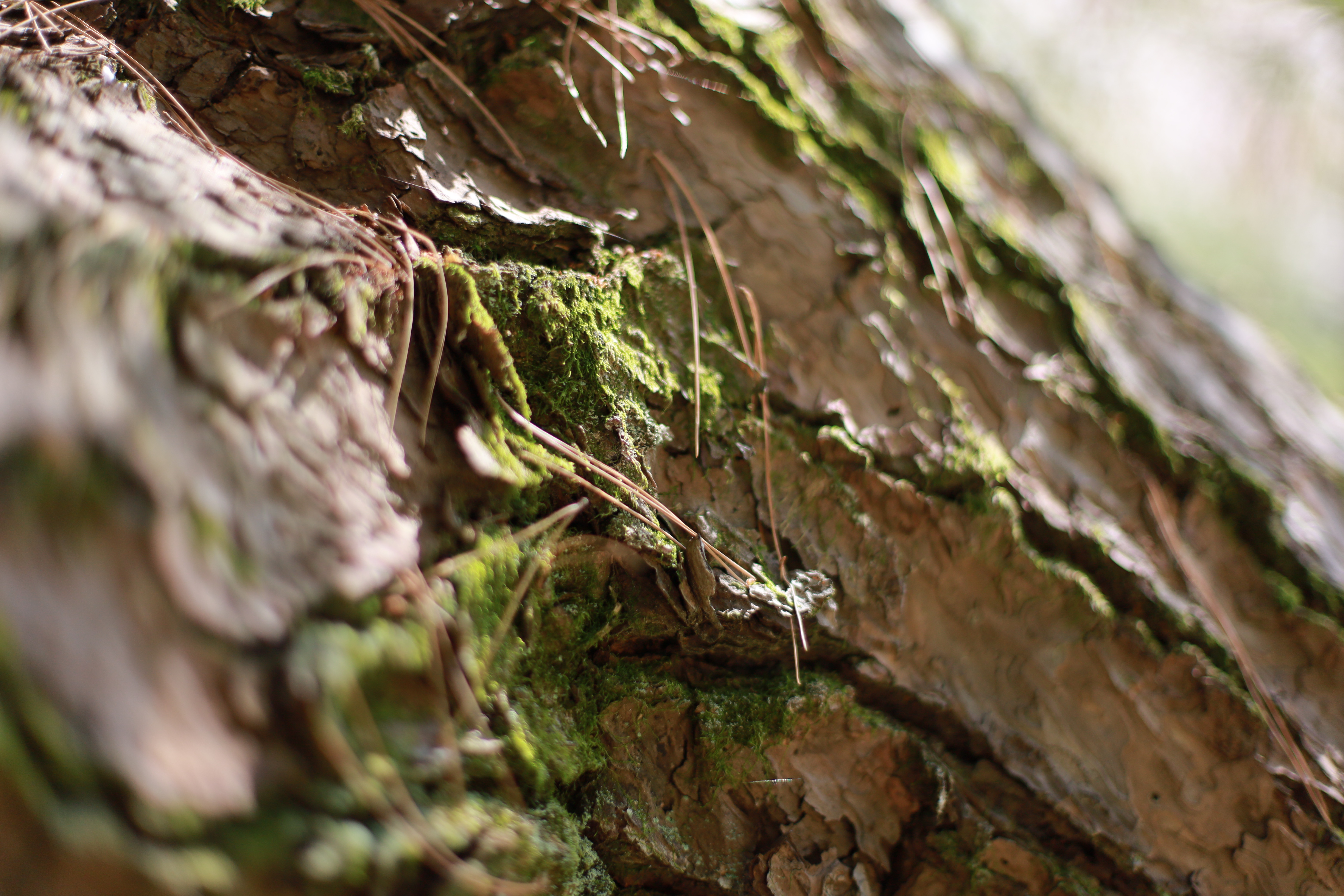 平安神宮の画像3