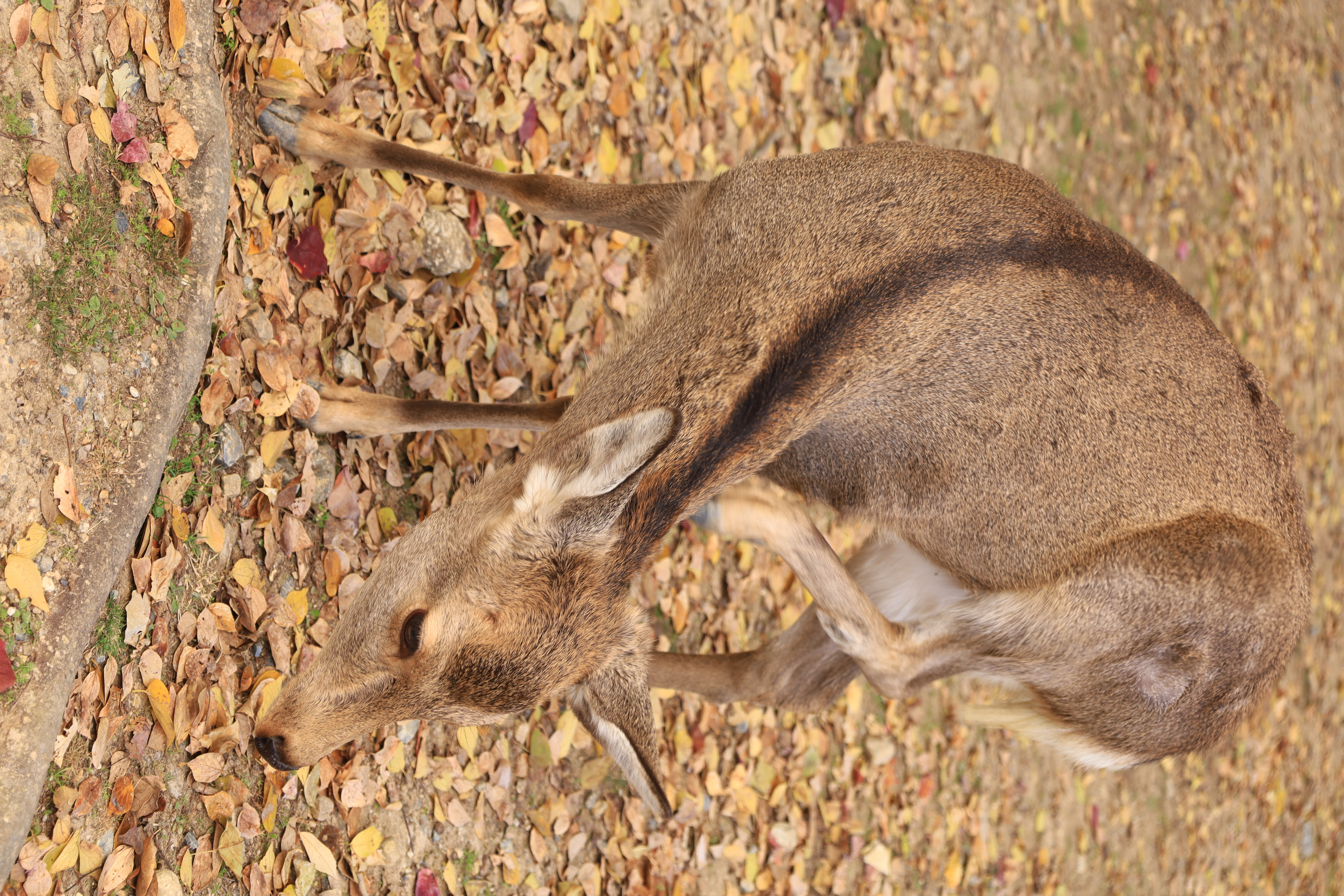 奈良公園の画像3
