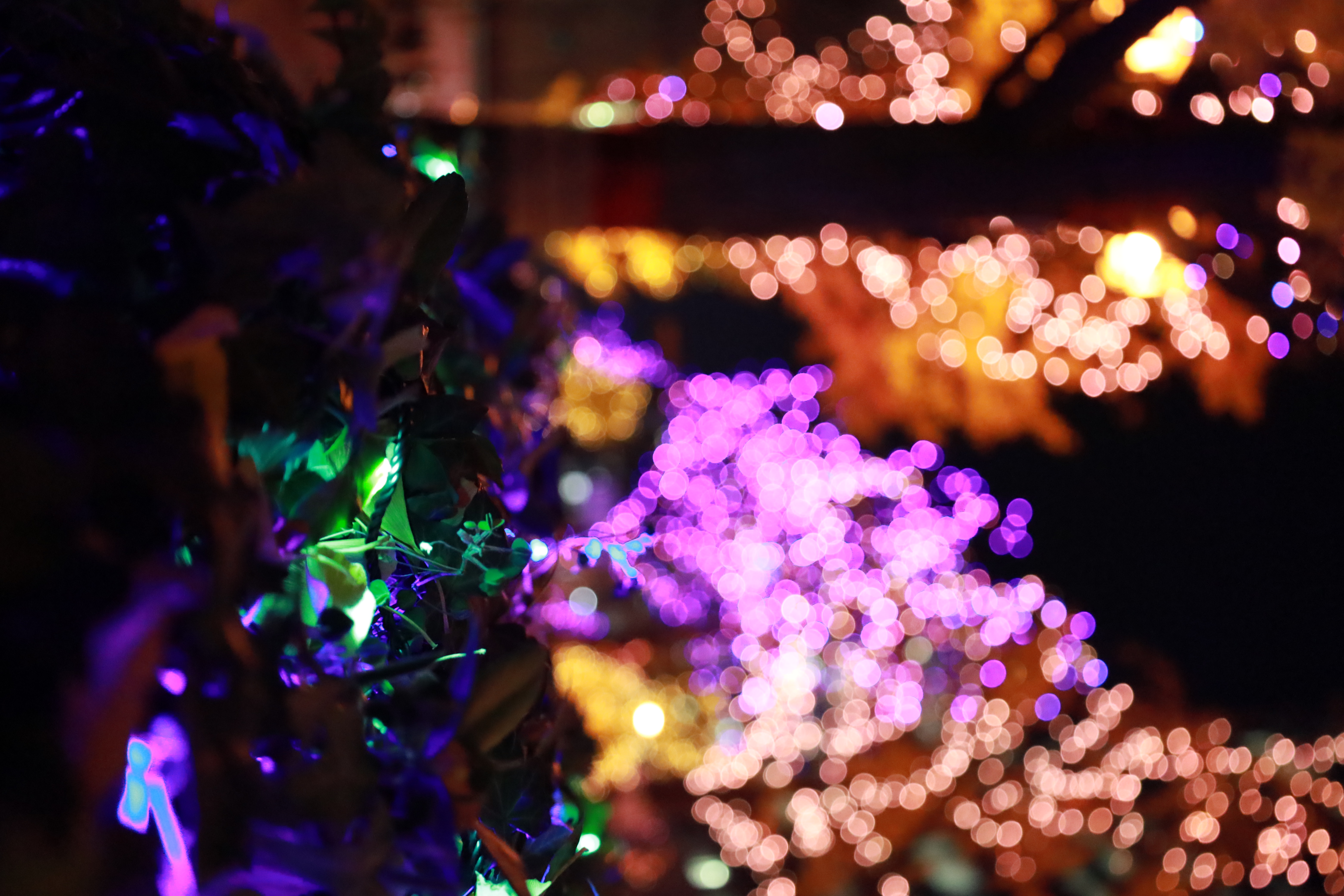 光の饗宴の画像4