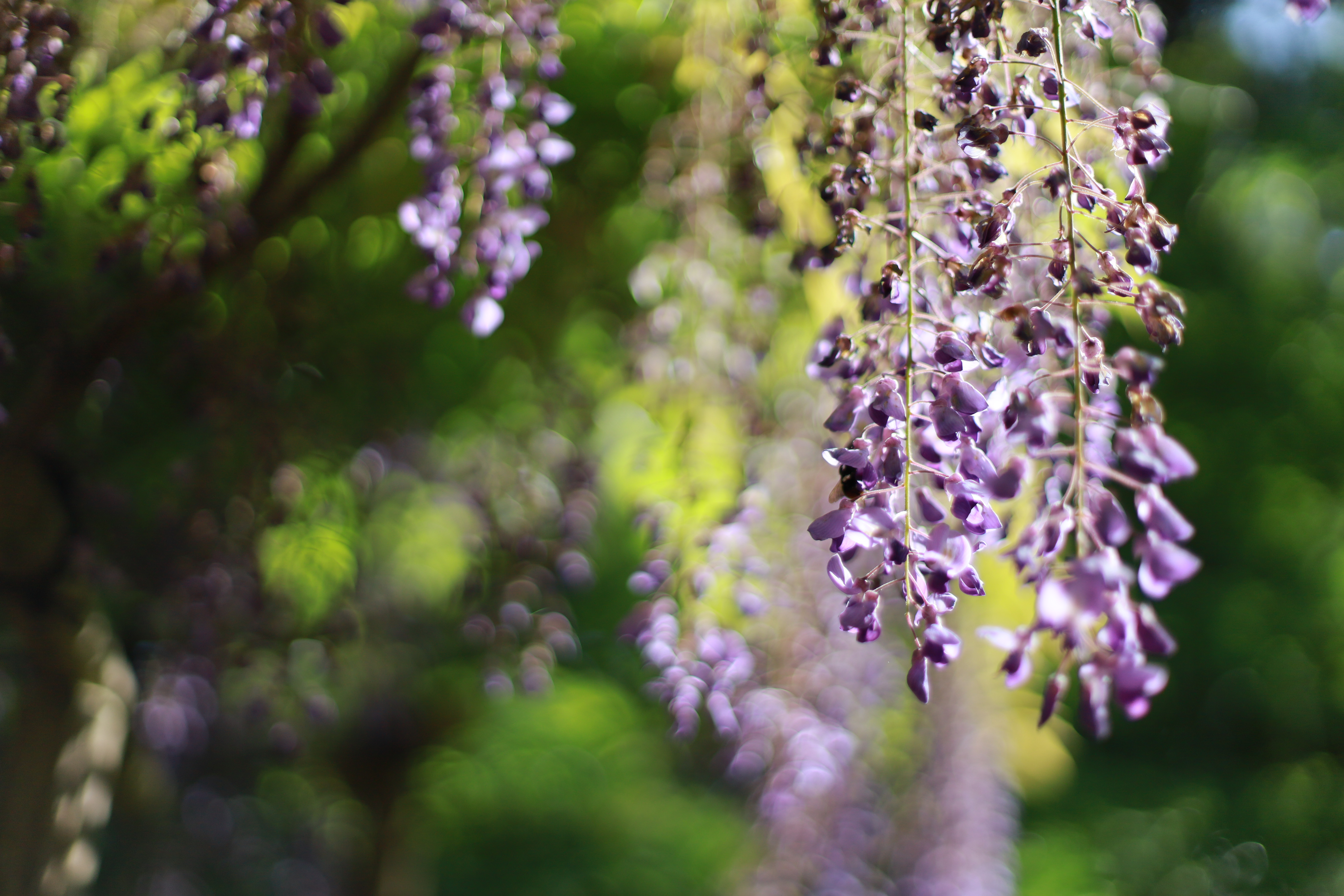 萬葉植物園の画像1