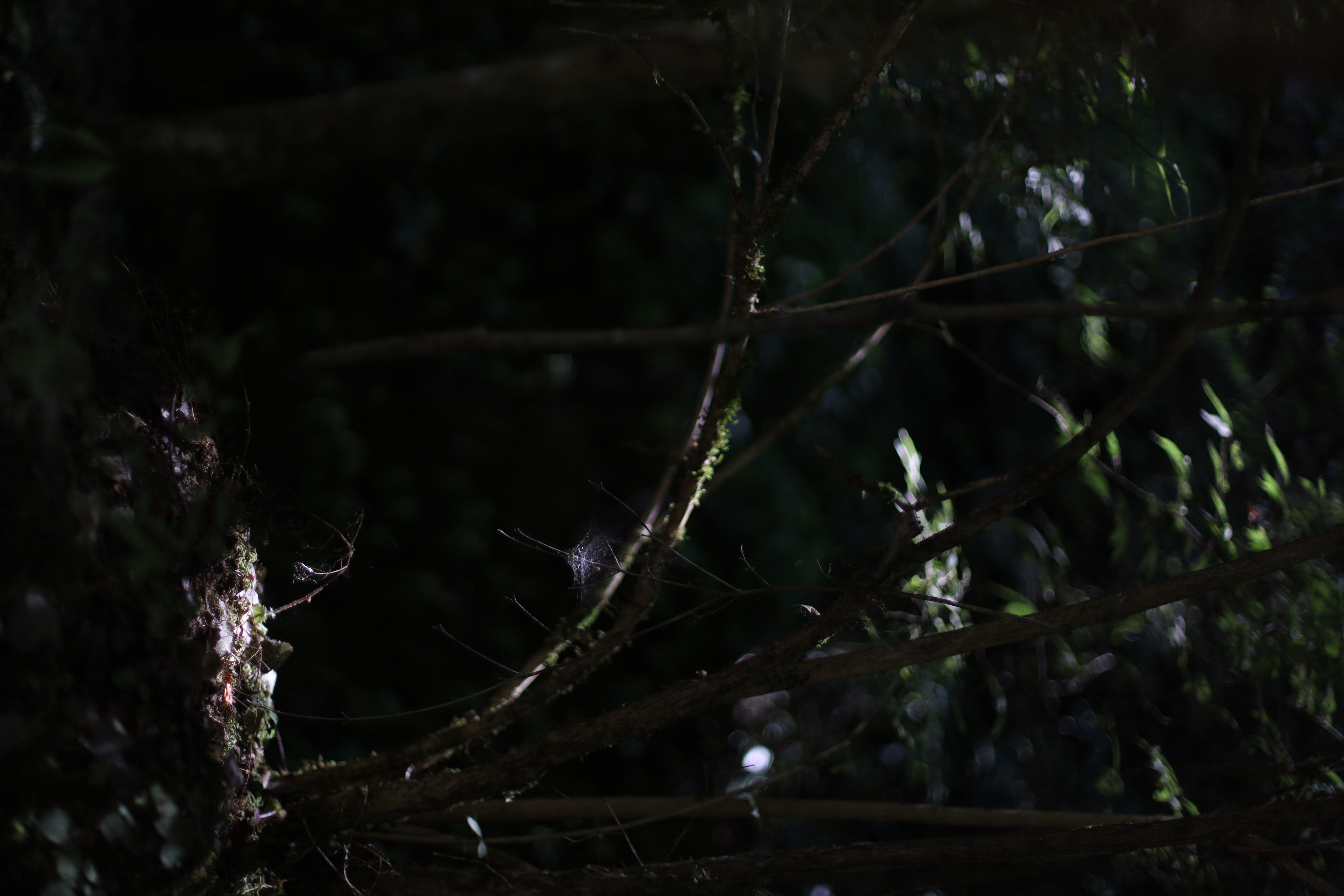 貴船神社の画像7