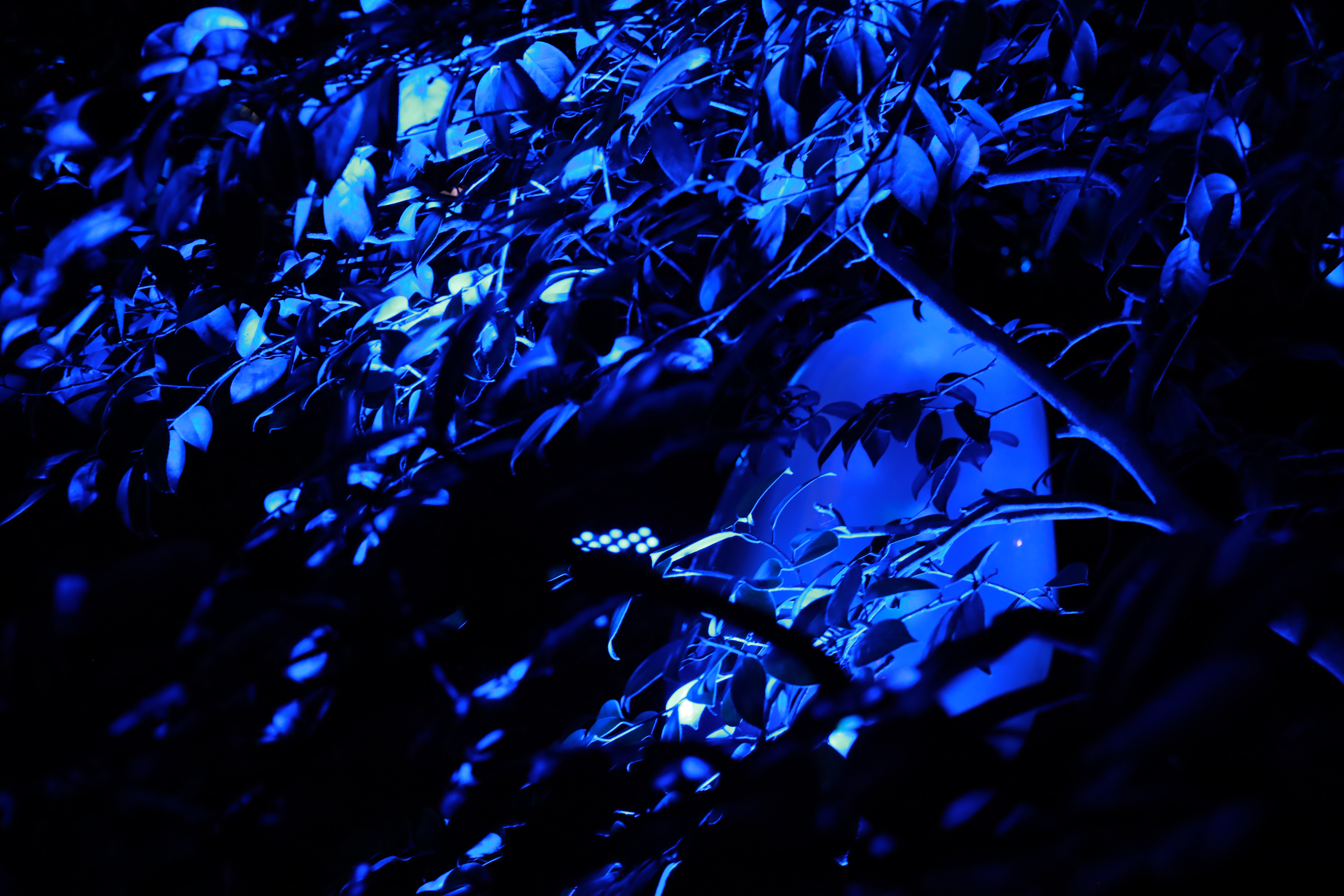 長居植物園の画像4