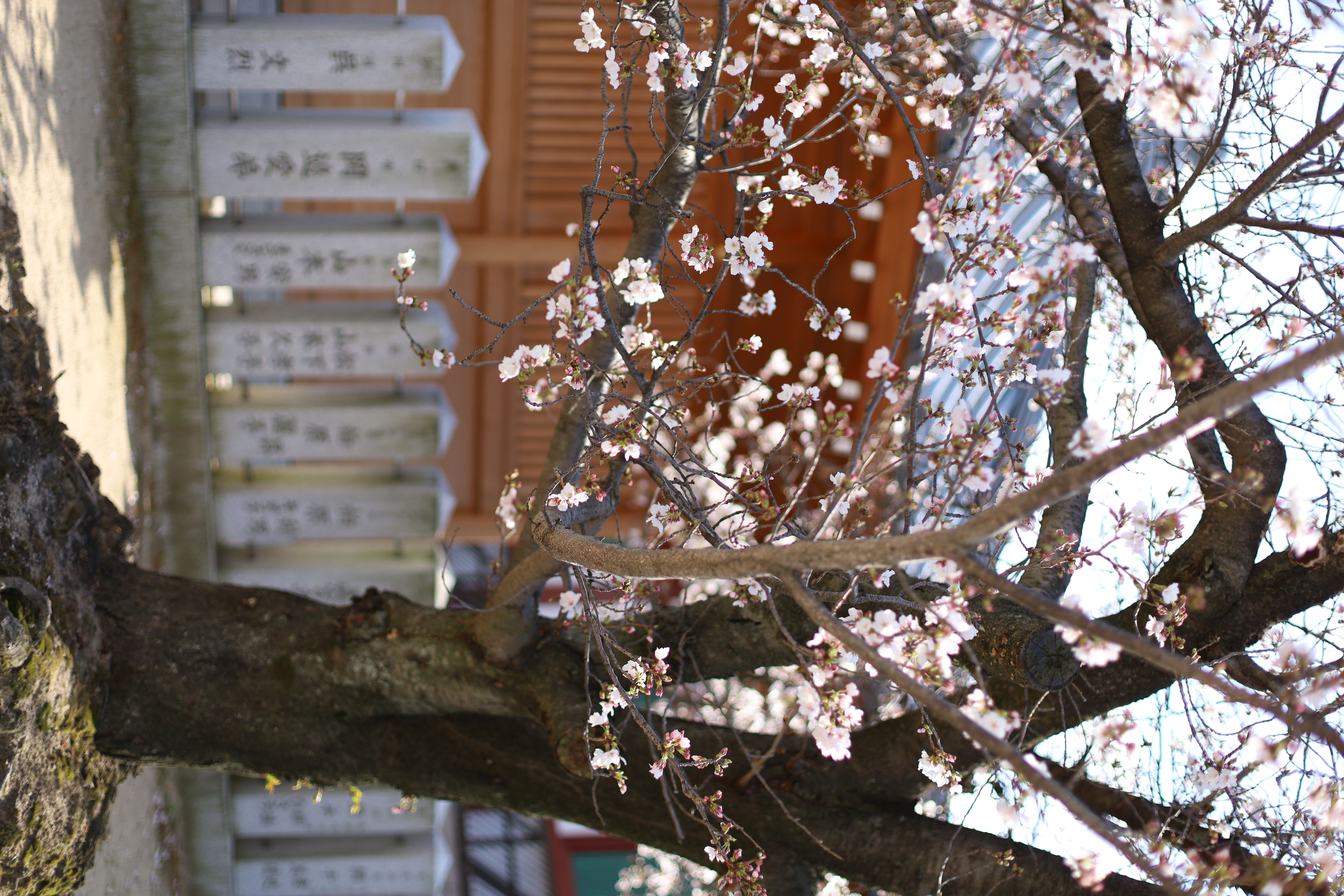 四天王寺の画像5