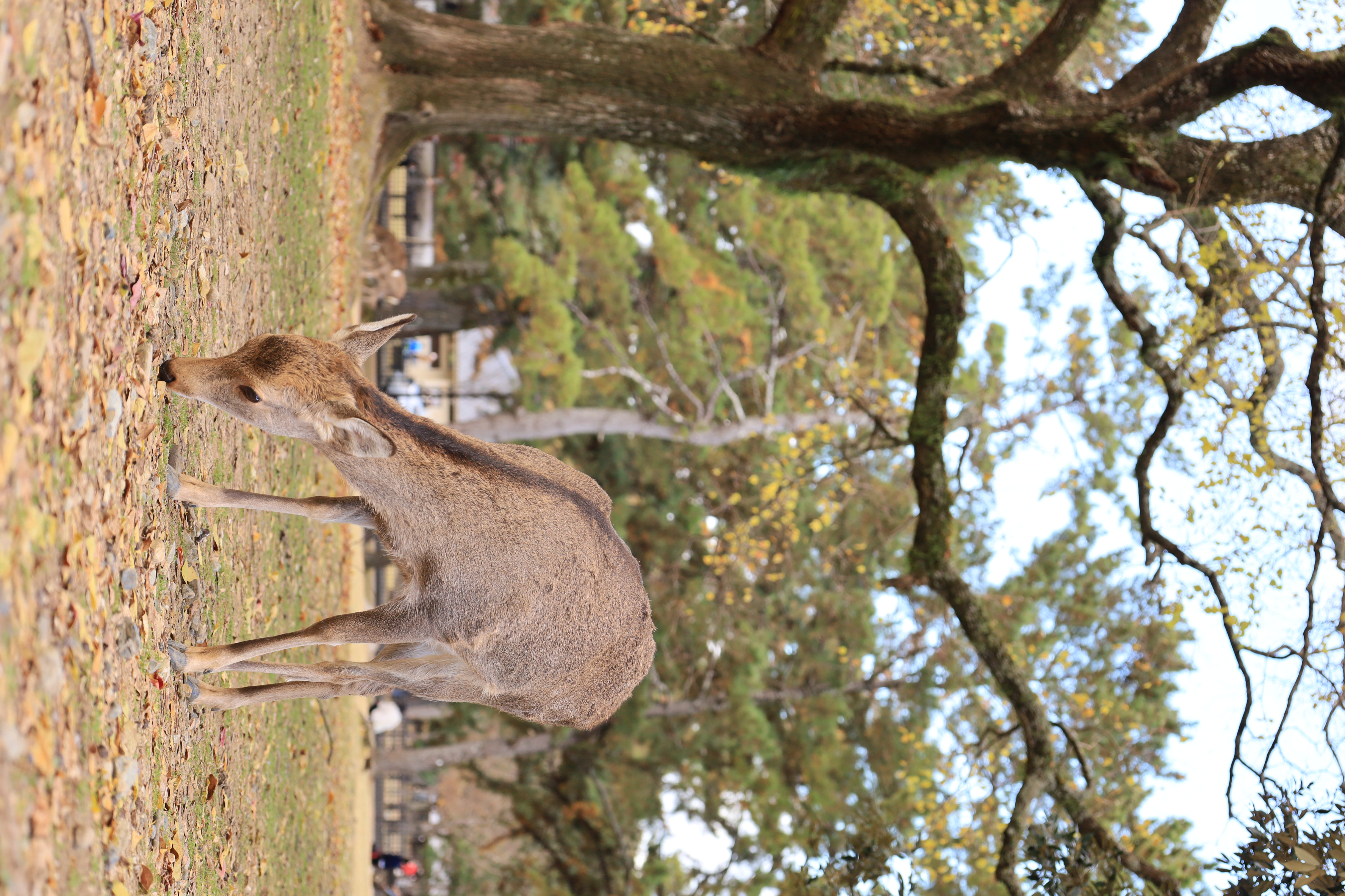 奈良公園の画像5