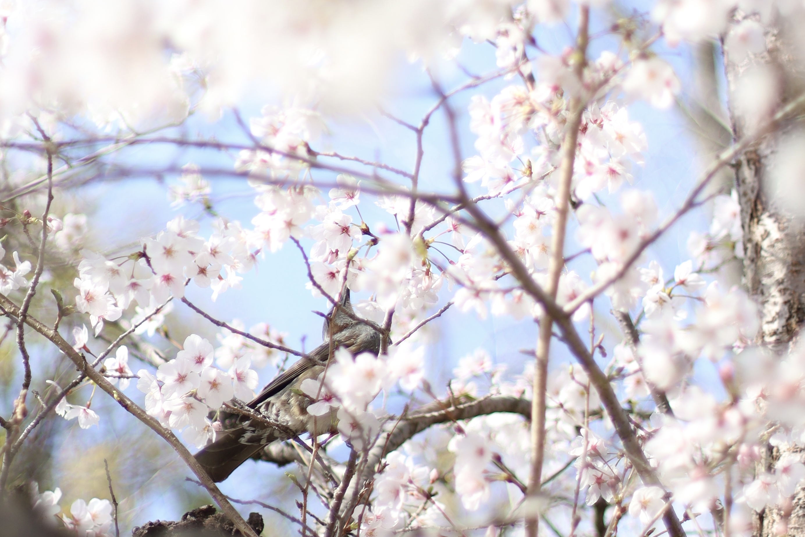 四天王寺の画像6