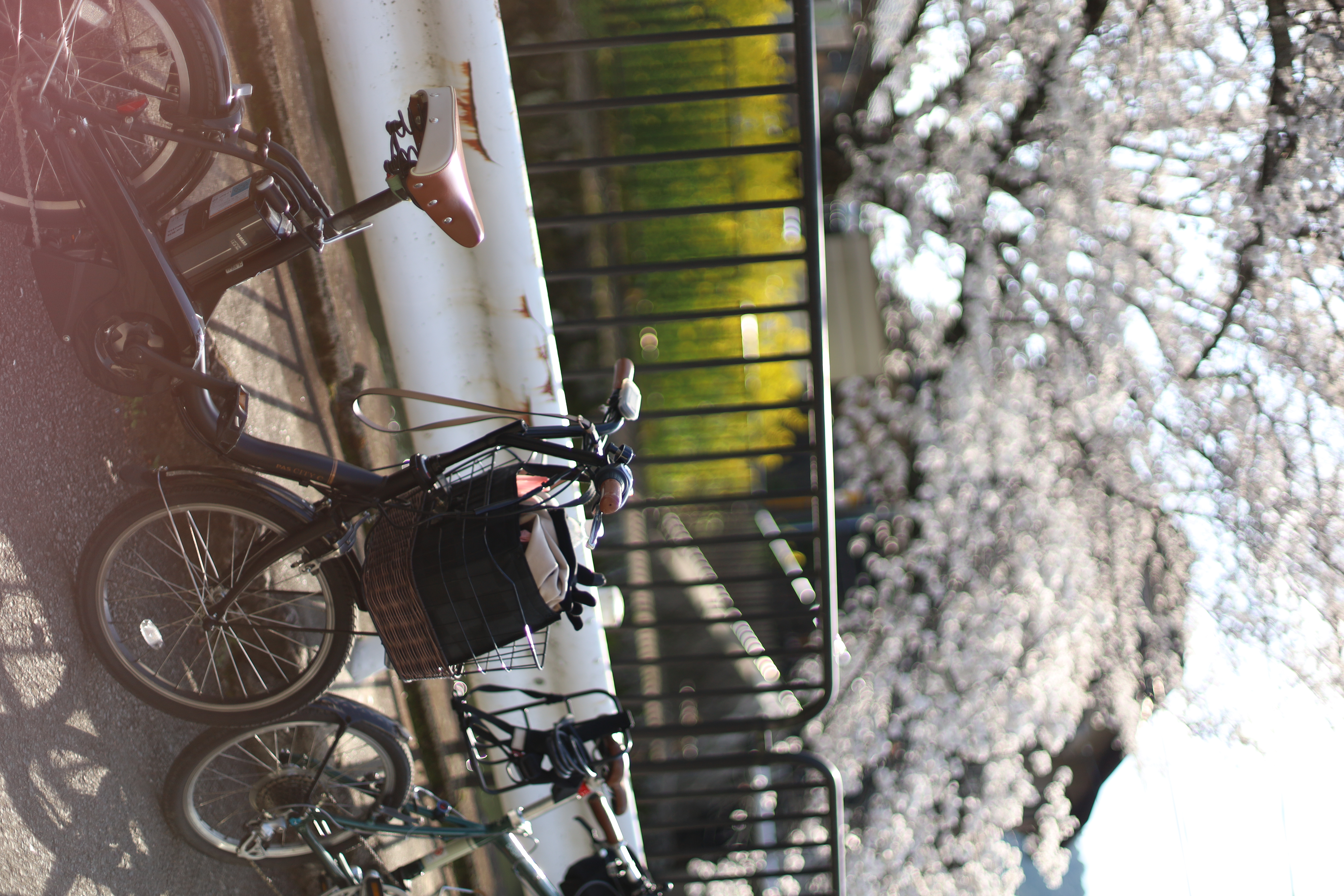 山科疏水の画像2