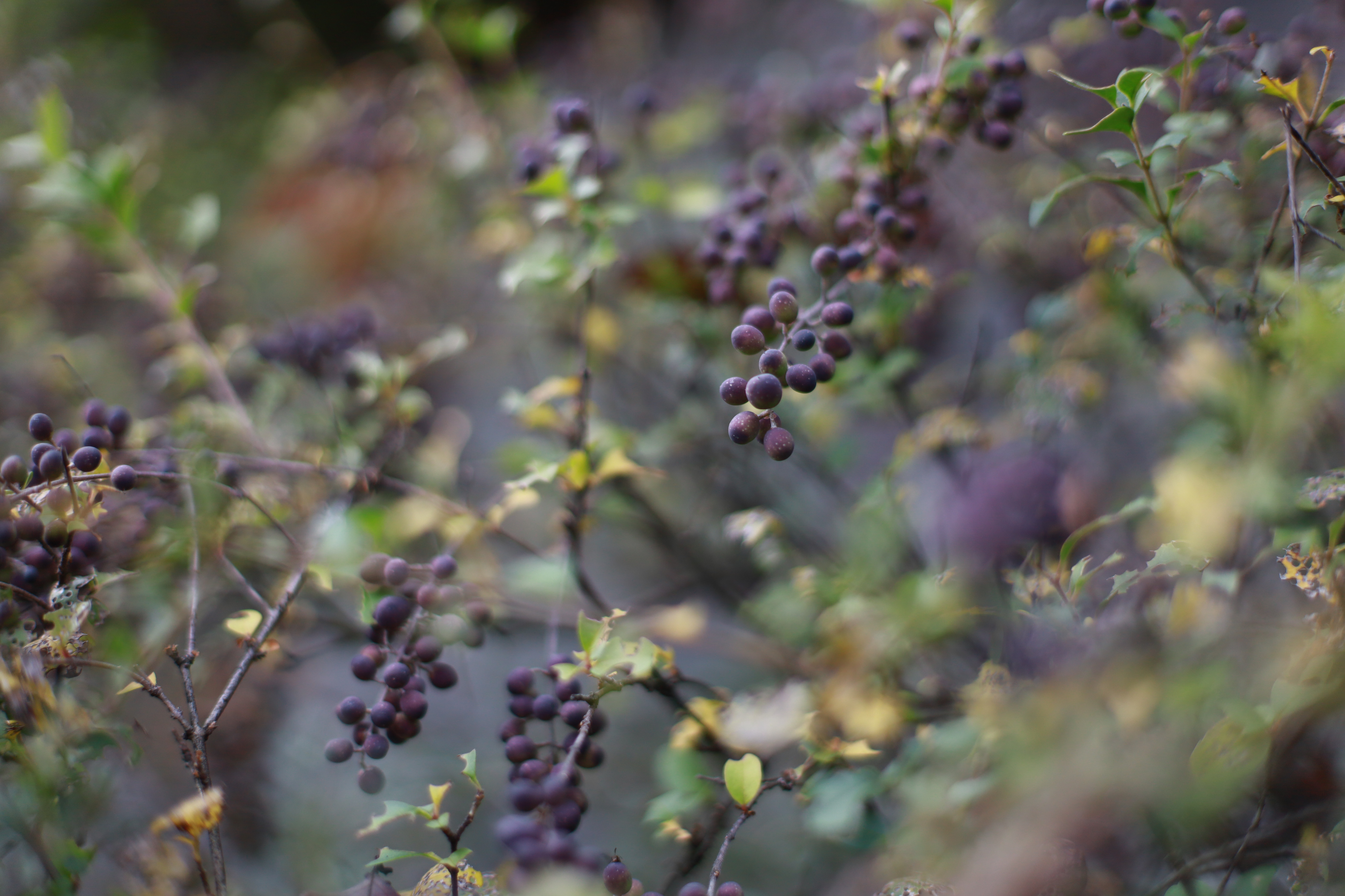 大山崎山荘美術館の画像5
