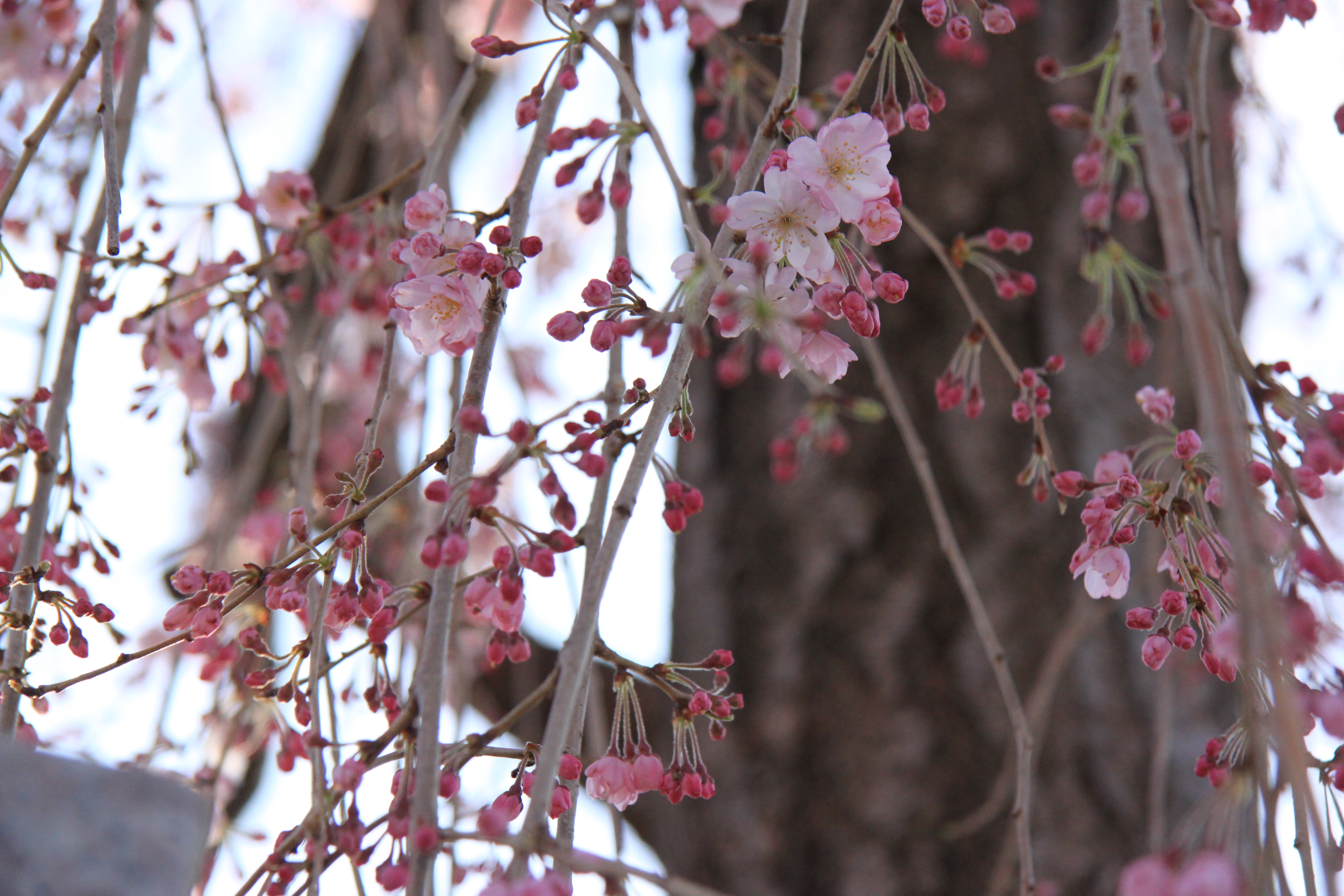 嵐山公園の画像1