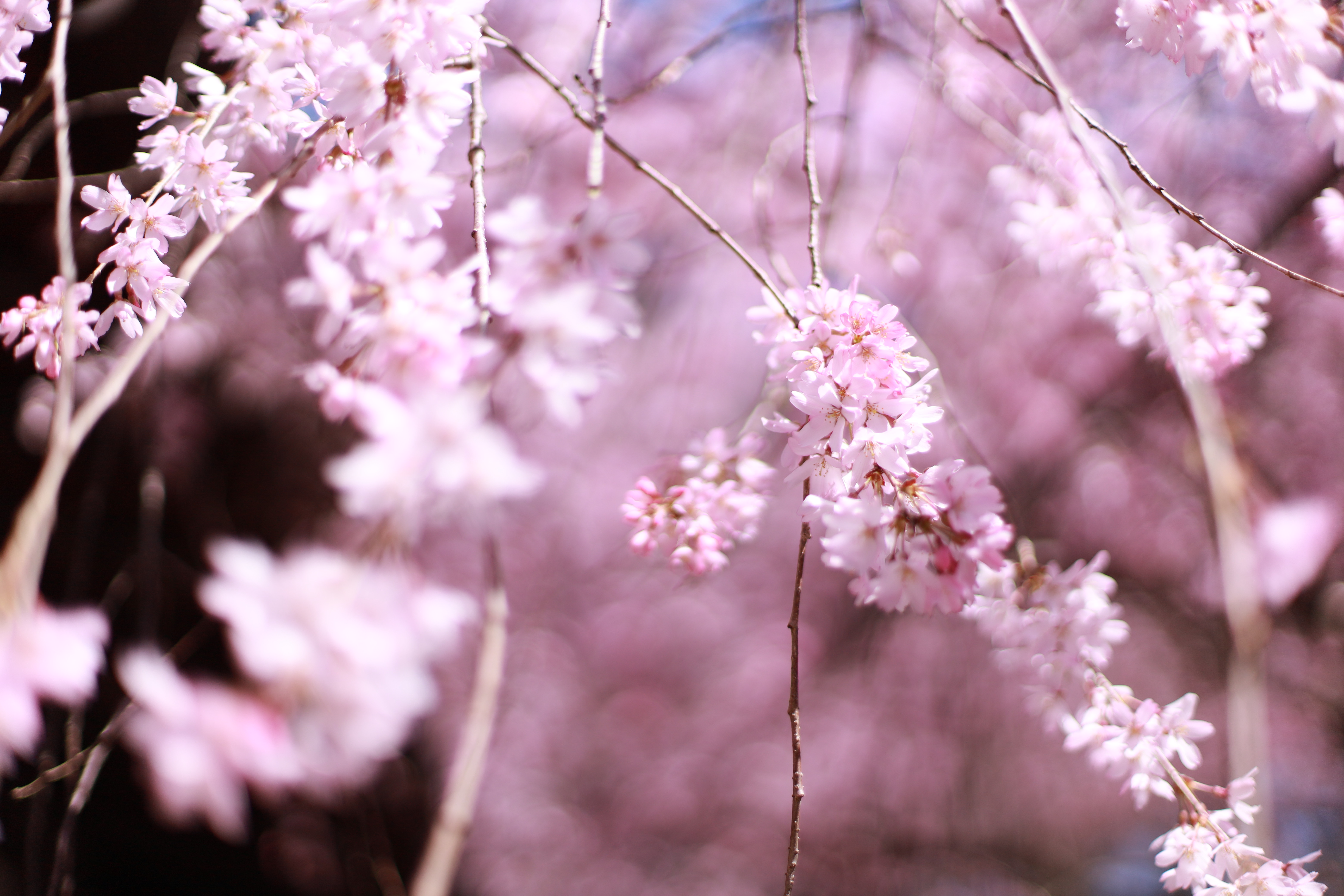 水火天満宮の画像6