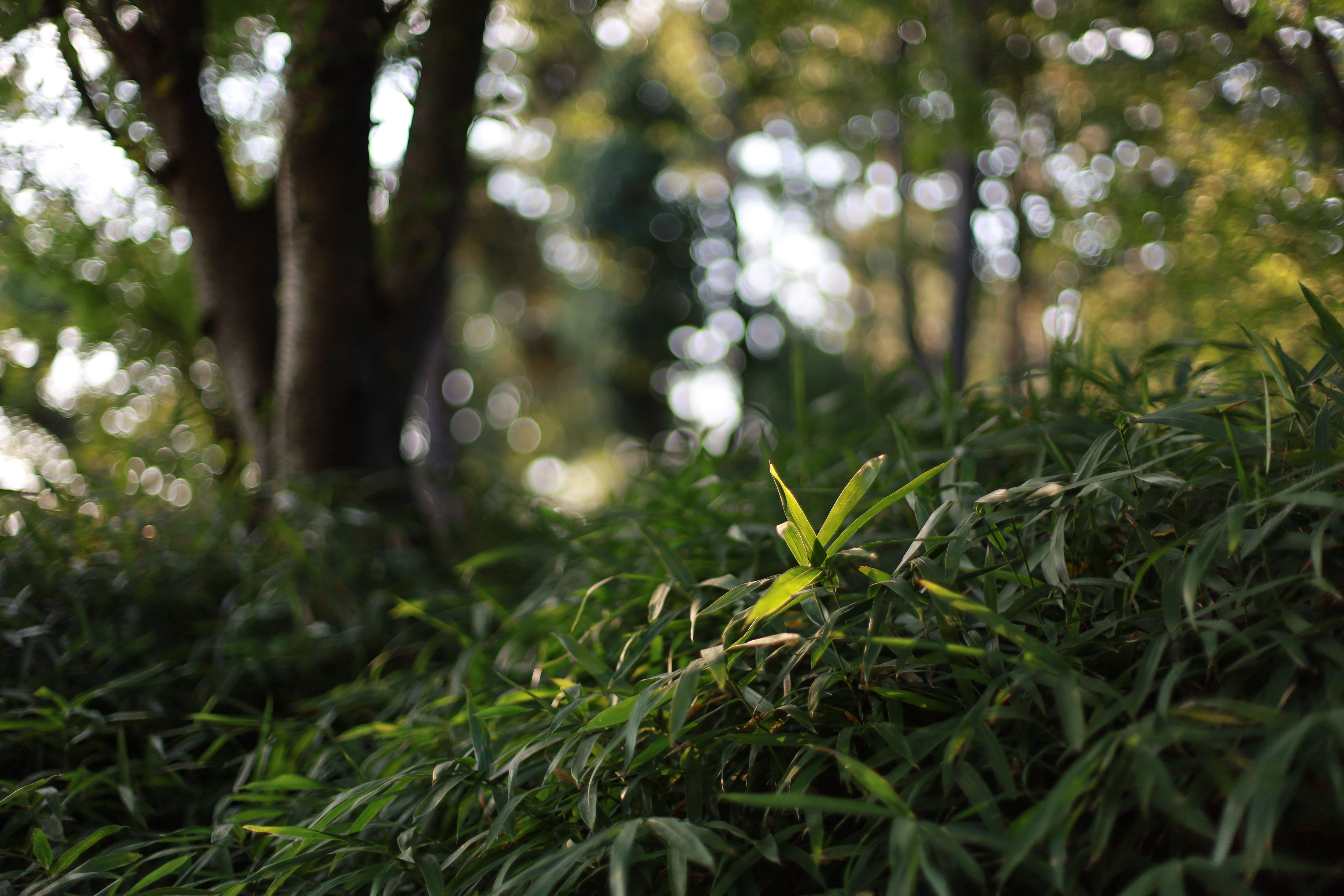 服部緑地の画像4