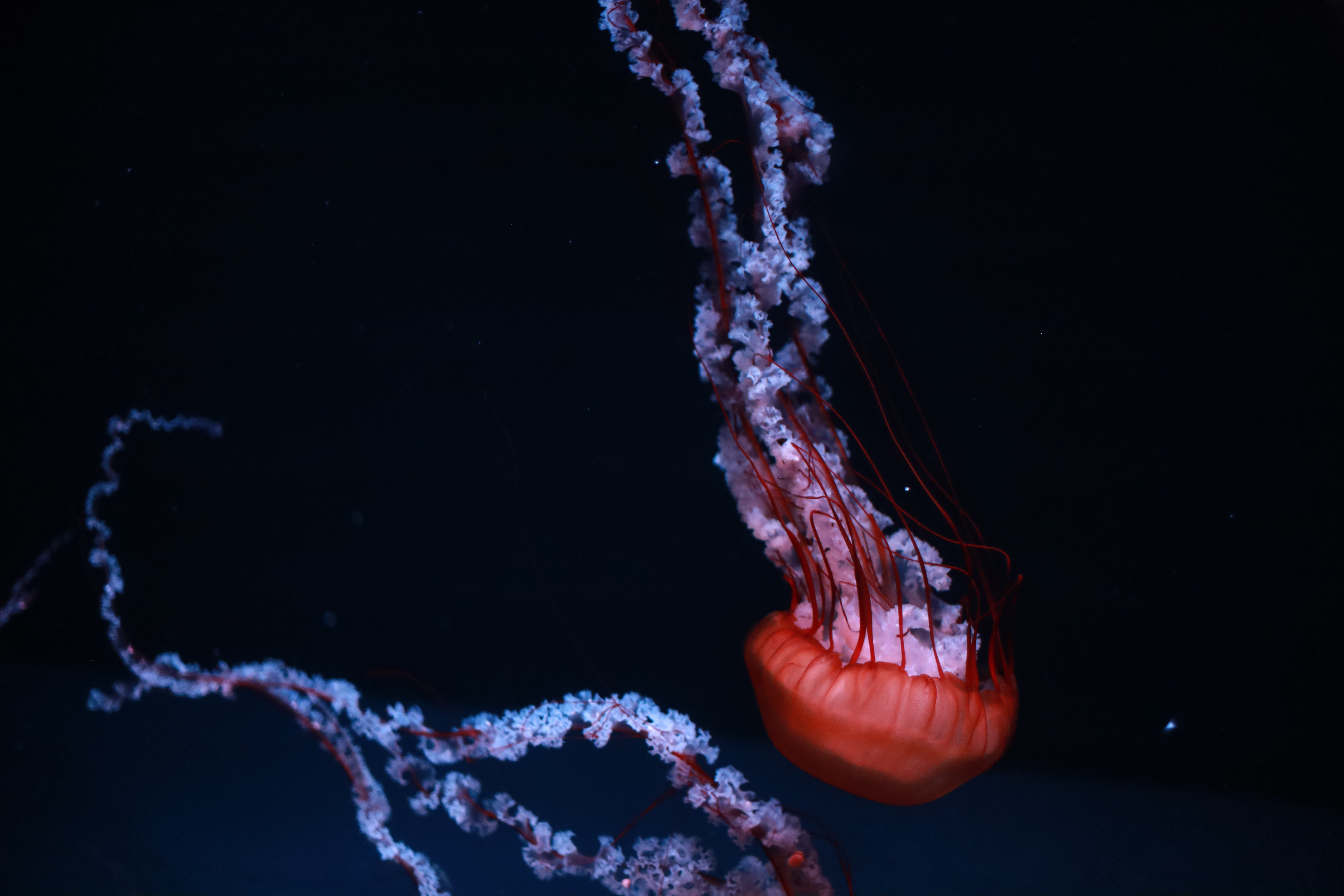 京都水族館の画像4