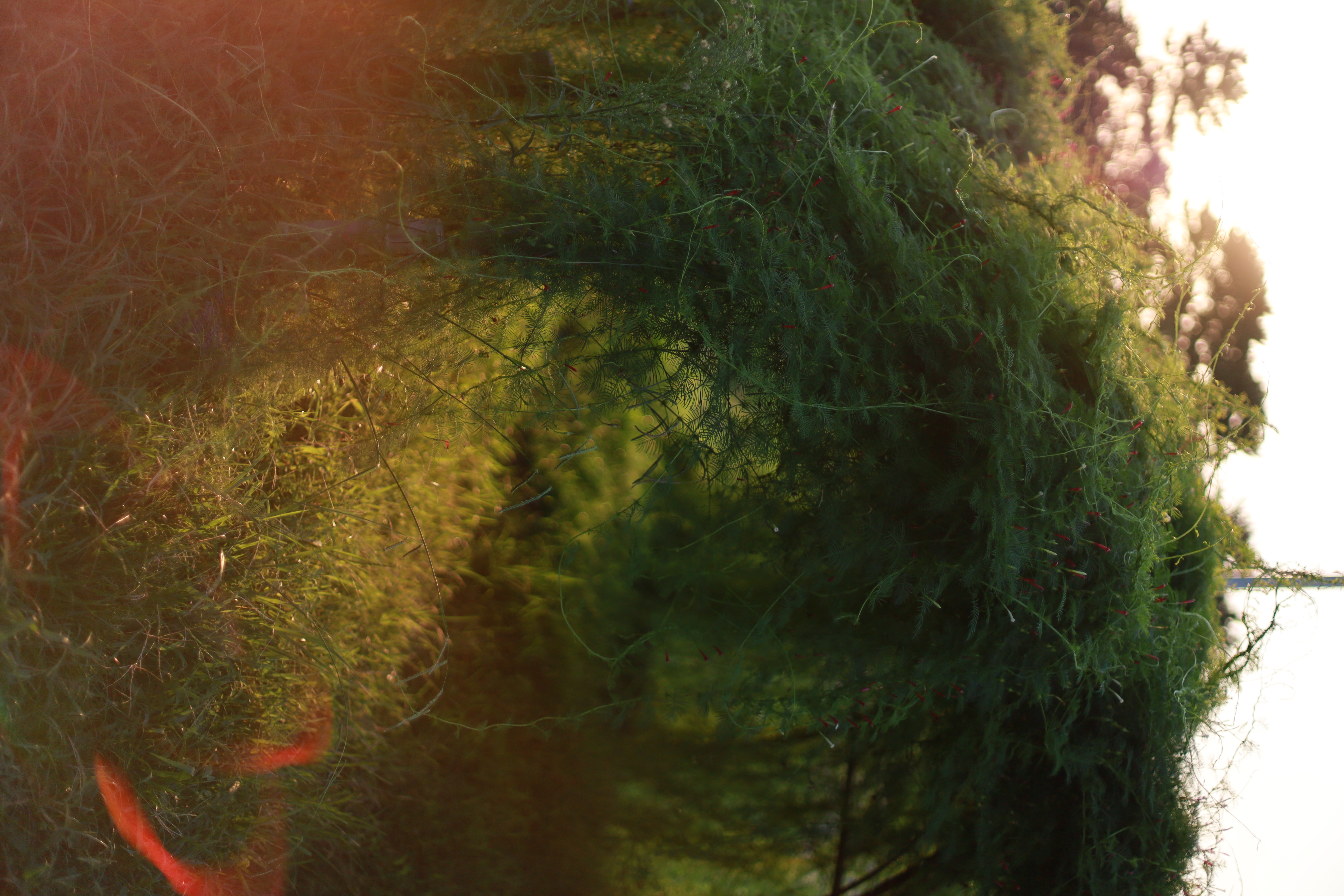 服部緑地の画像6