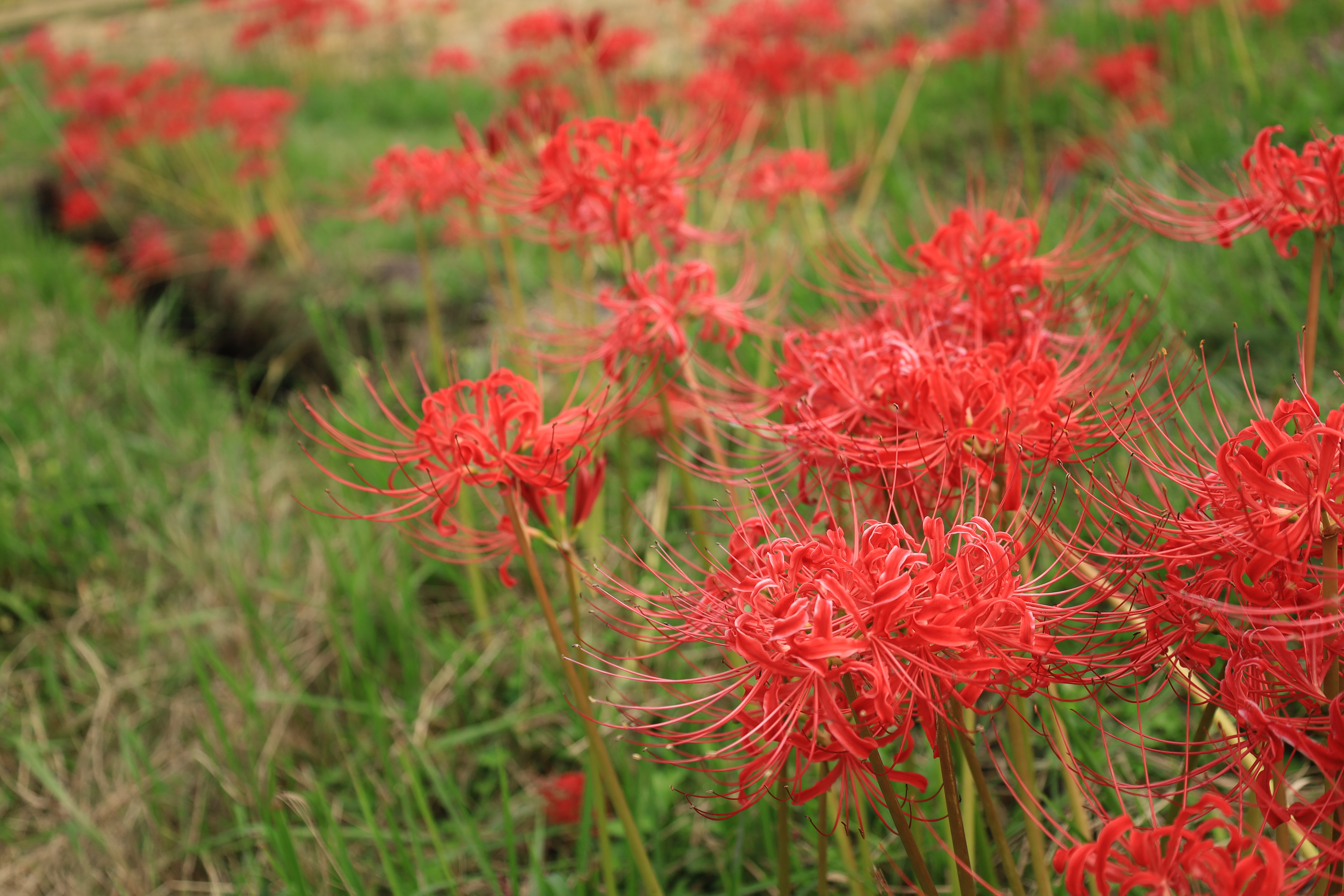 彼岸花の里の画像2