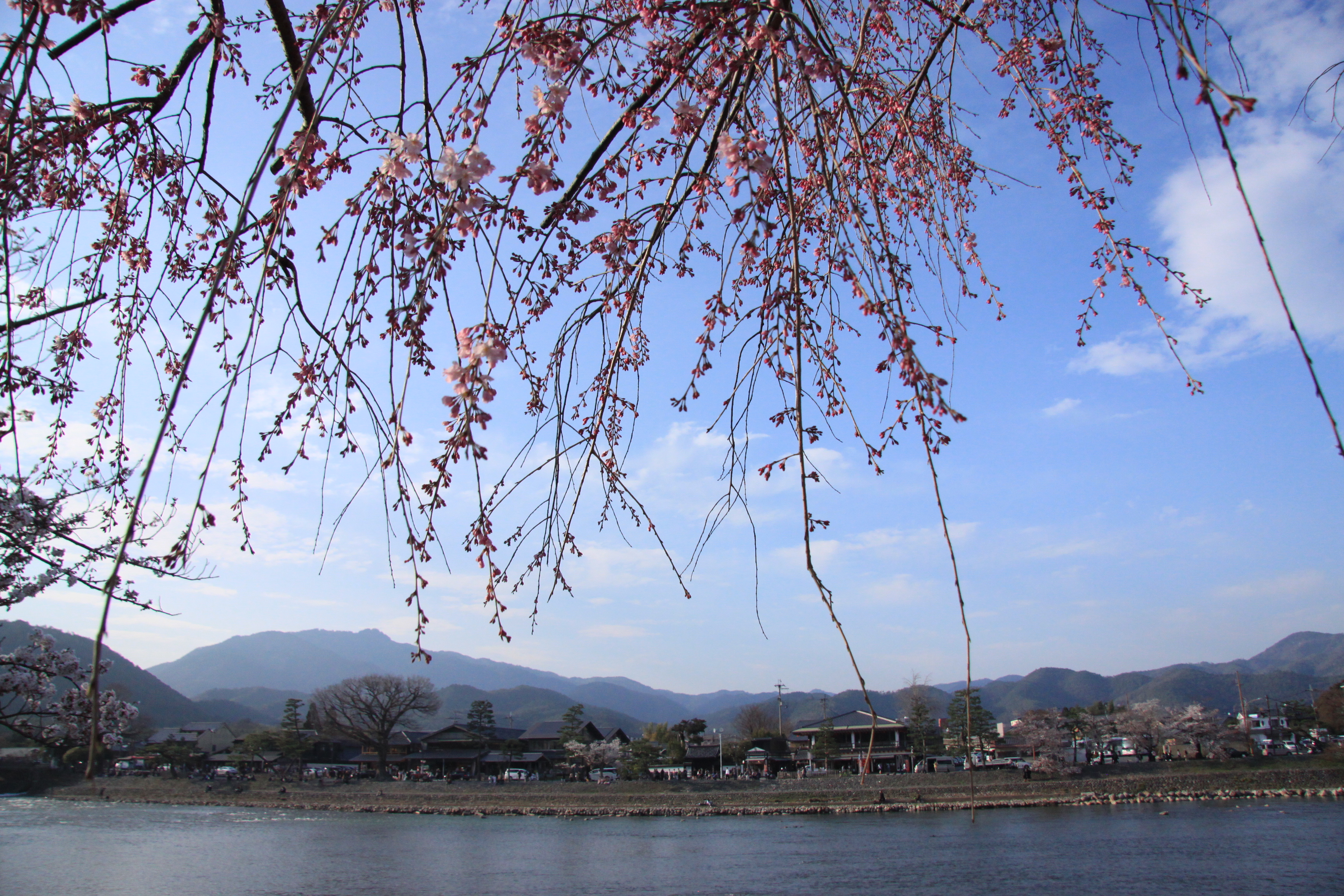 嵐山公園の画像4