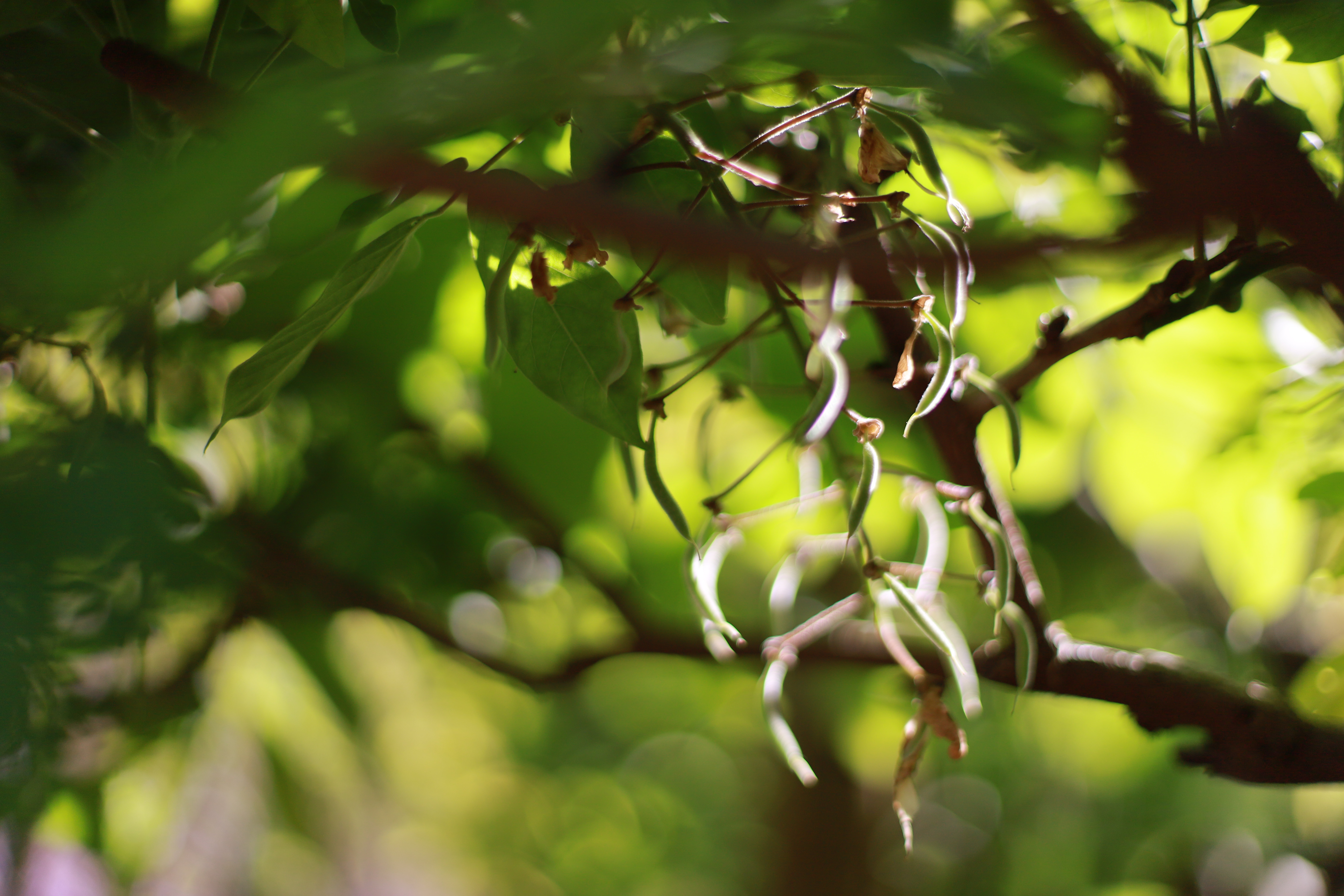 萬葉植物園の画像6