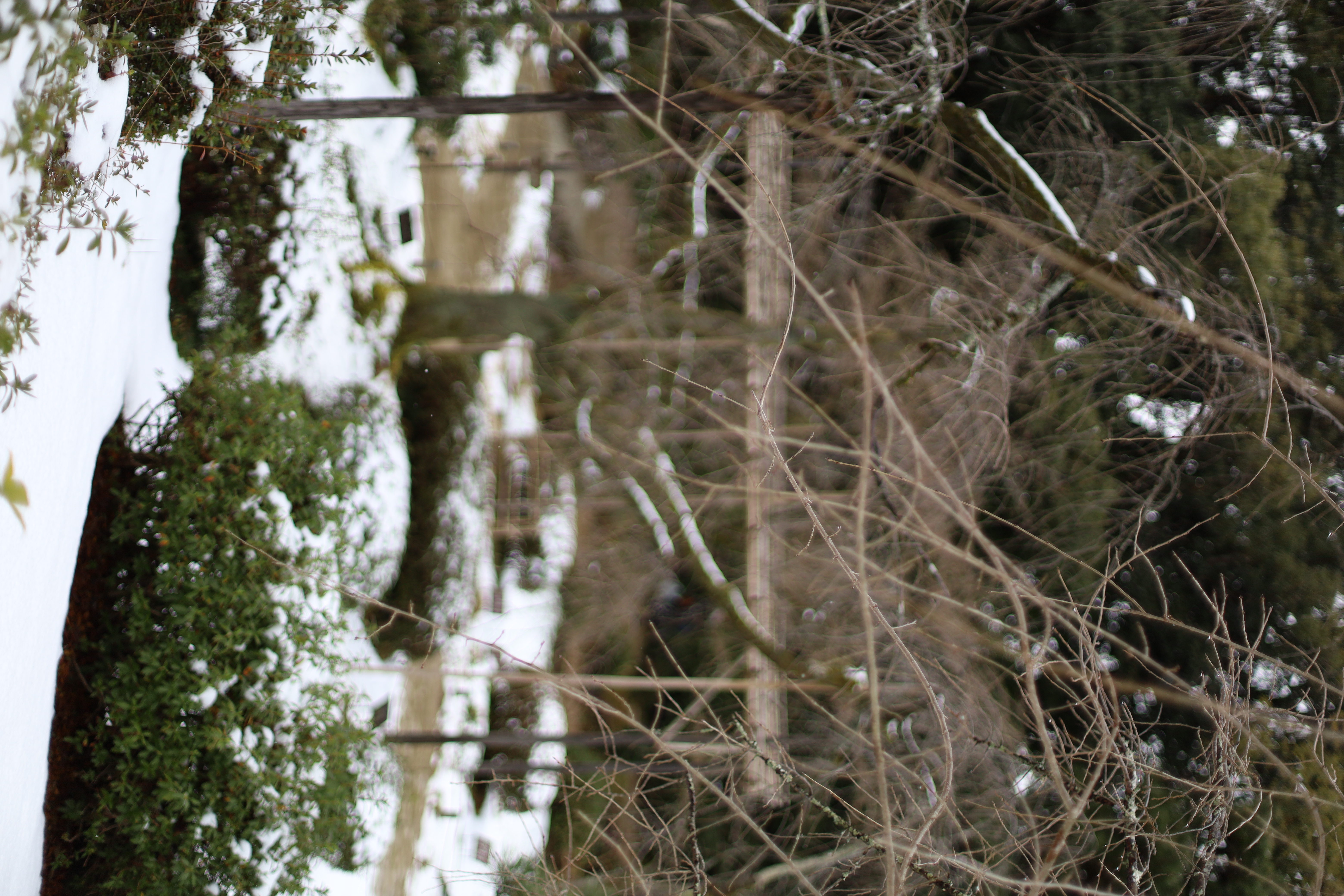 平安神宮の画像4