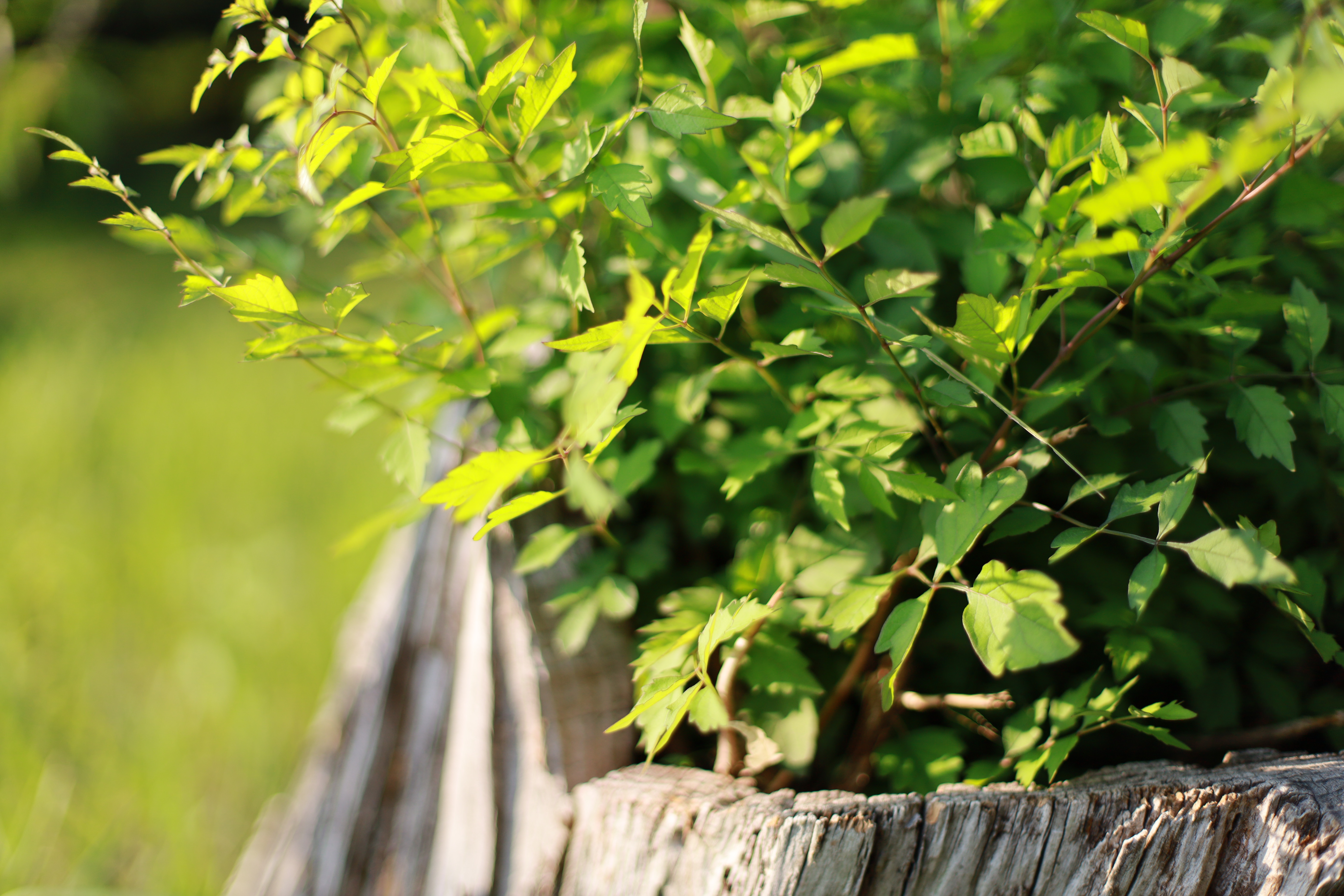 服部緑地の画像5