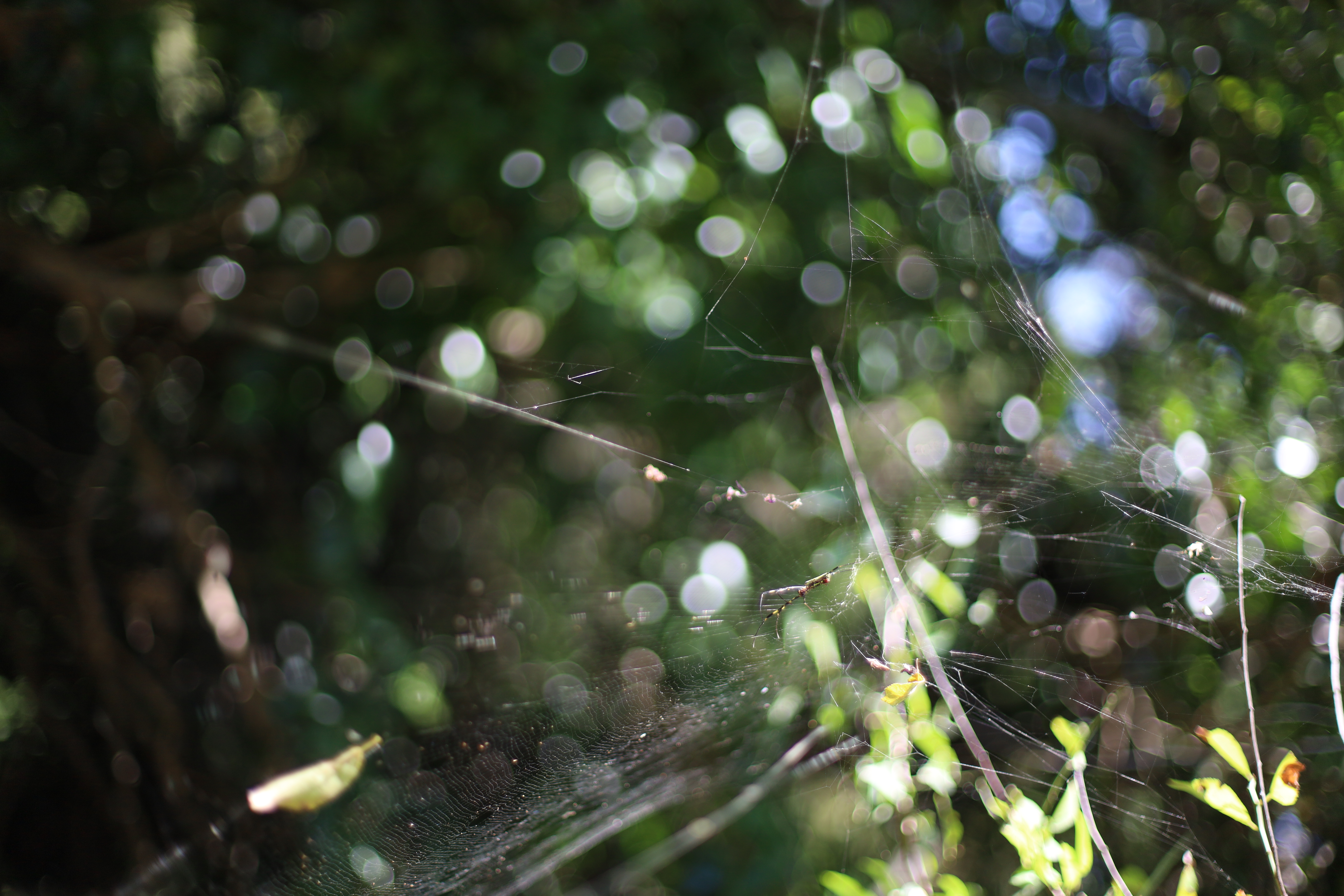 志賀海神社の画像3