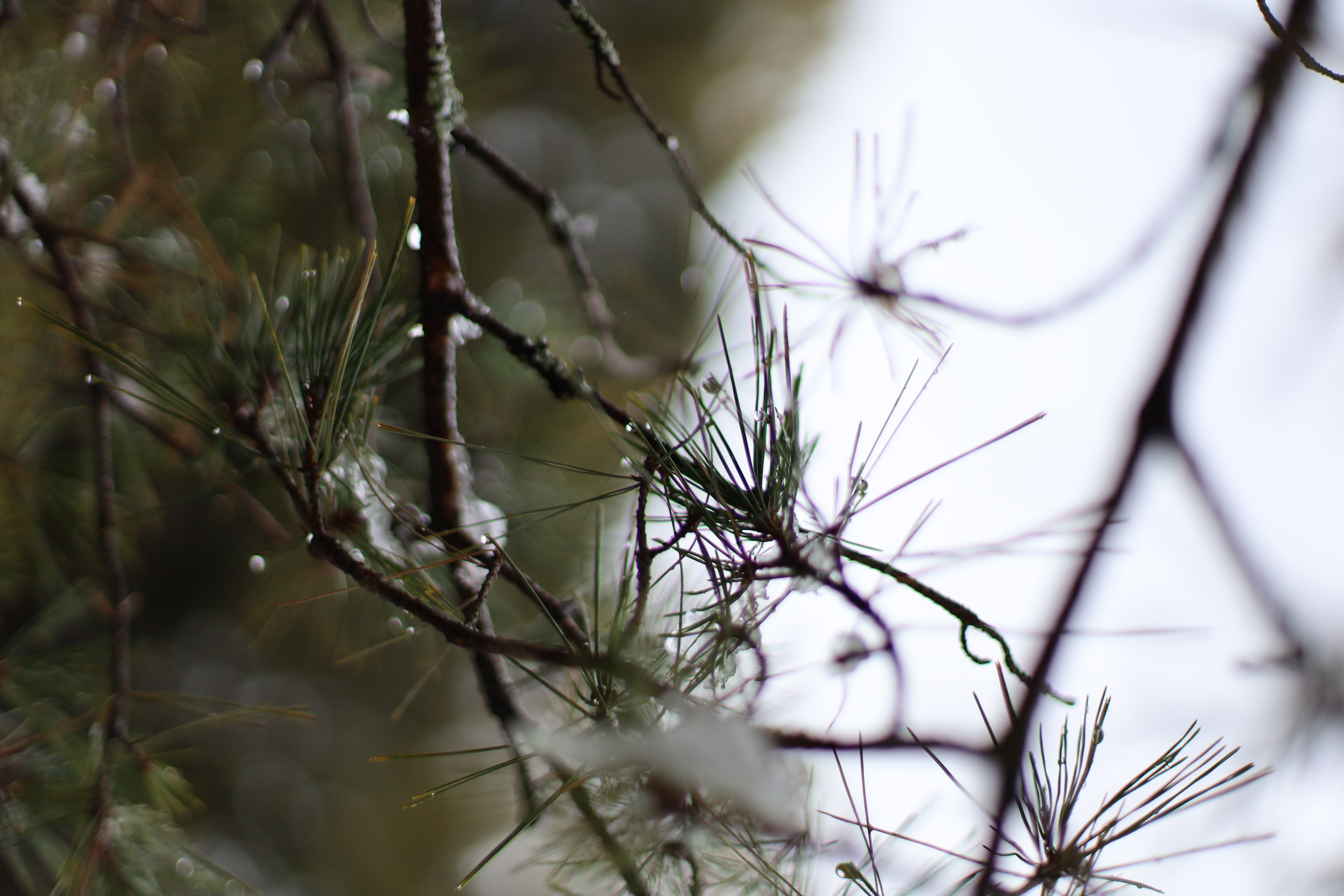 平安神宮の画像5