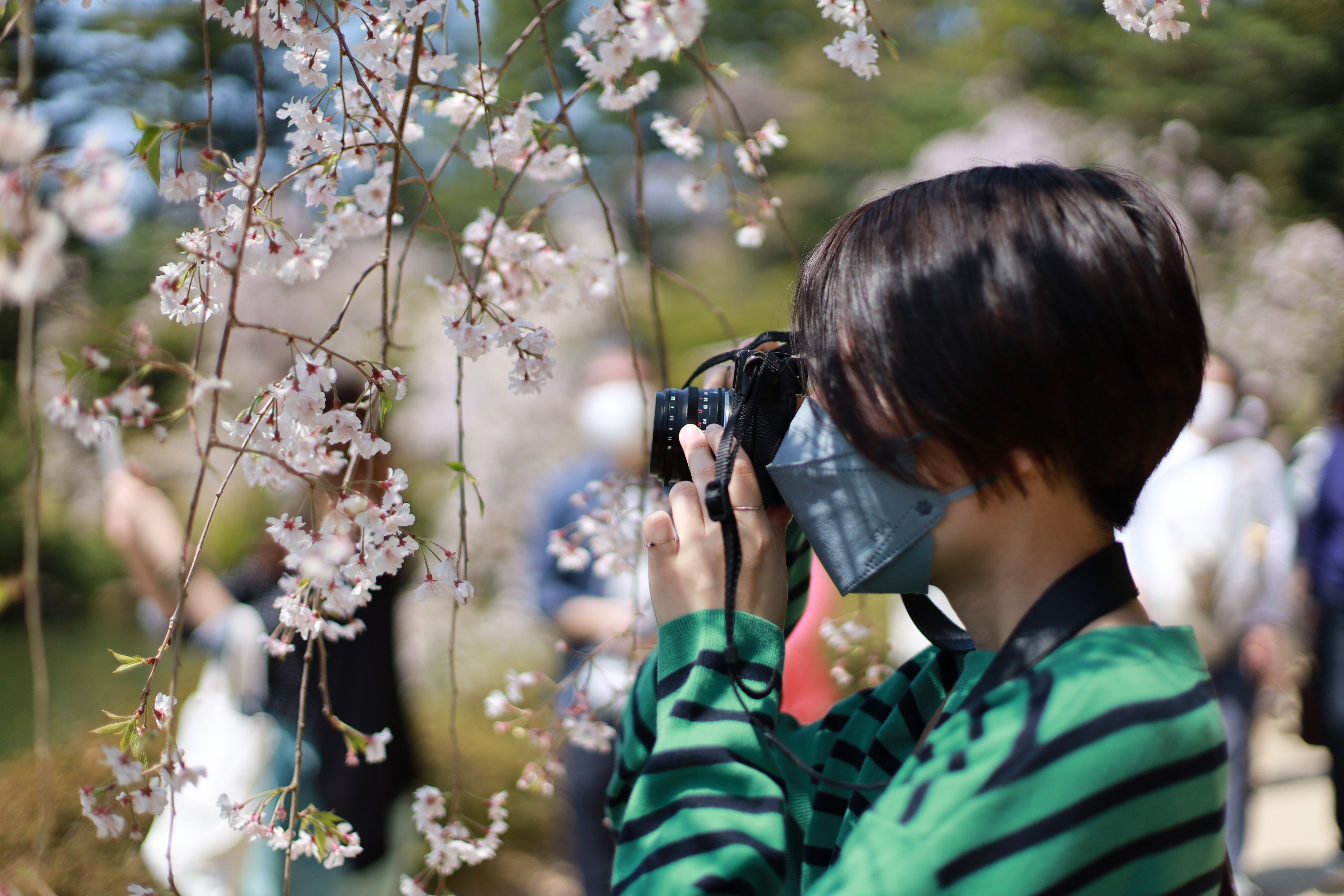 平安神宮の画像8
