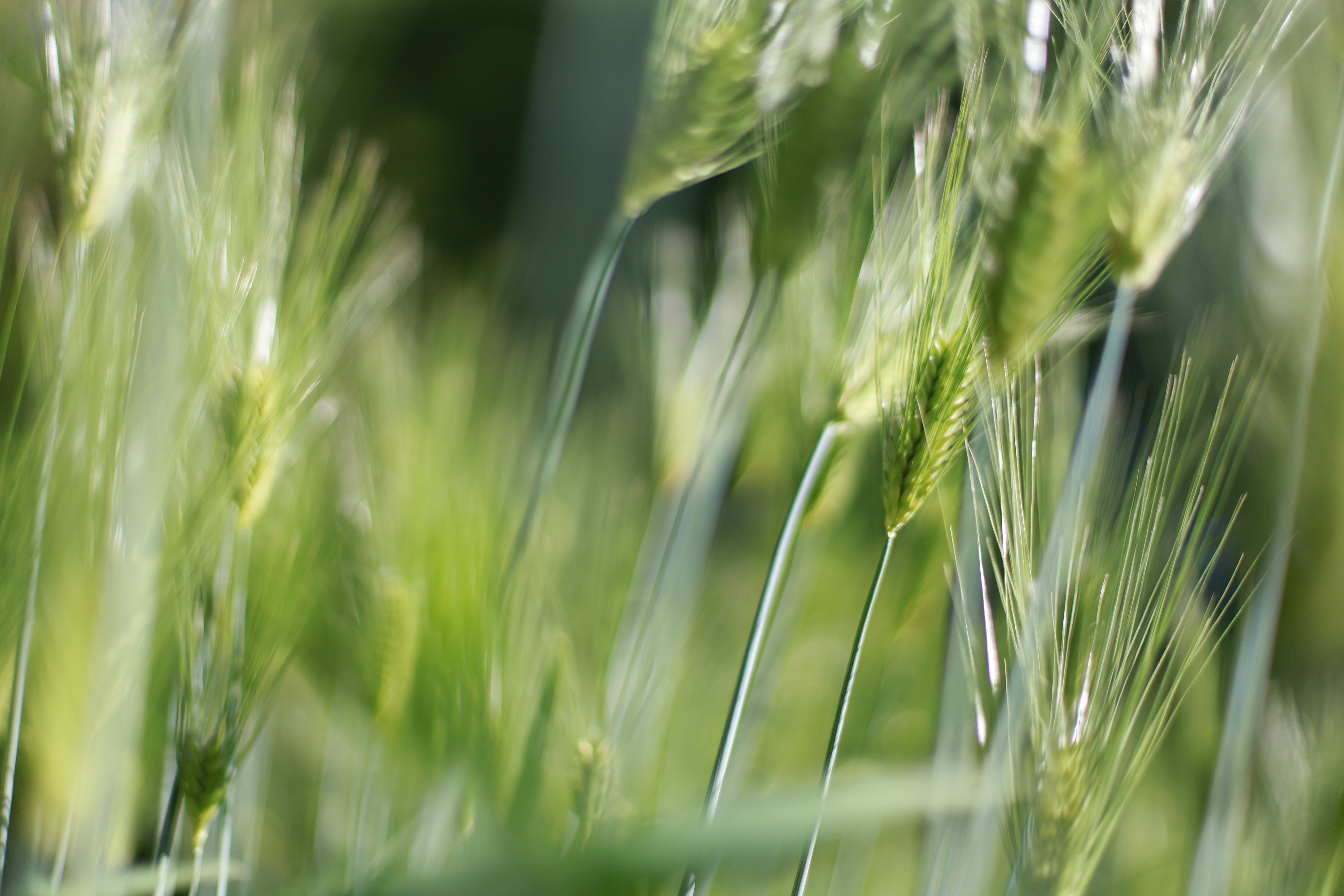 萬葉植物園の画像4