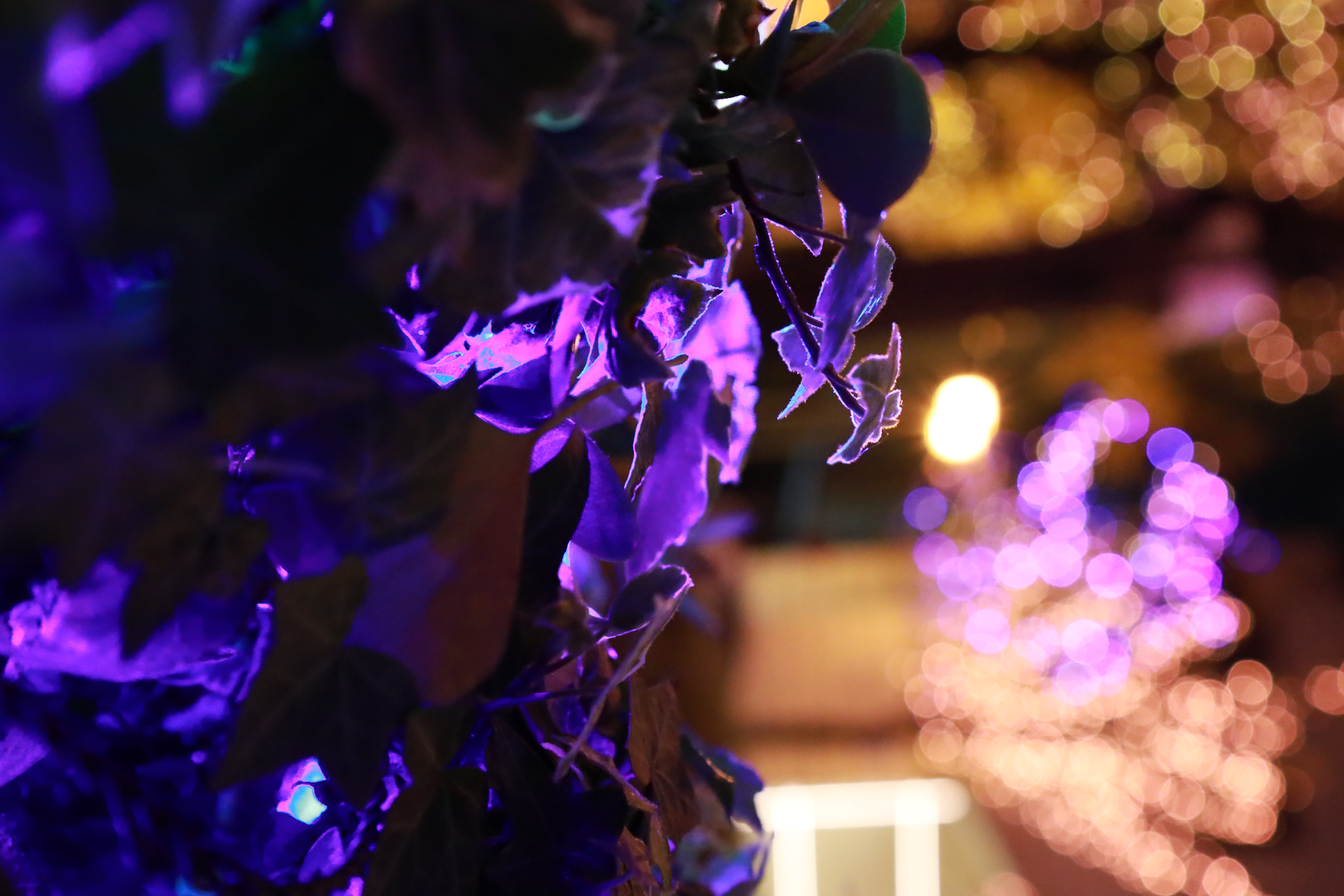 光の饗宴の画像7