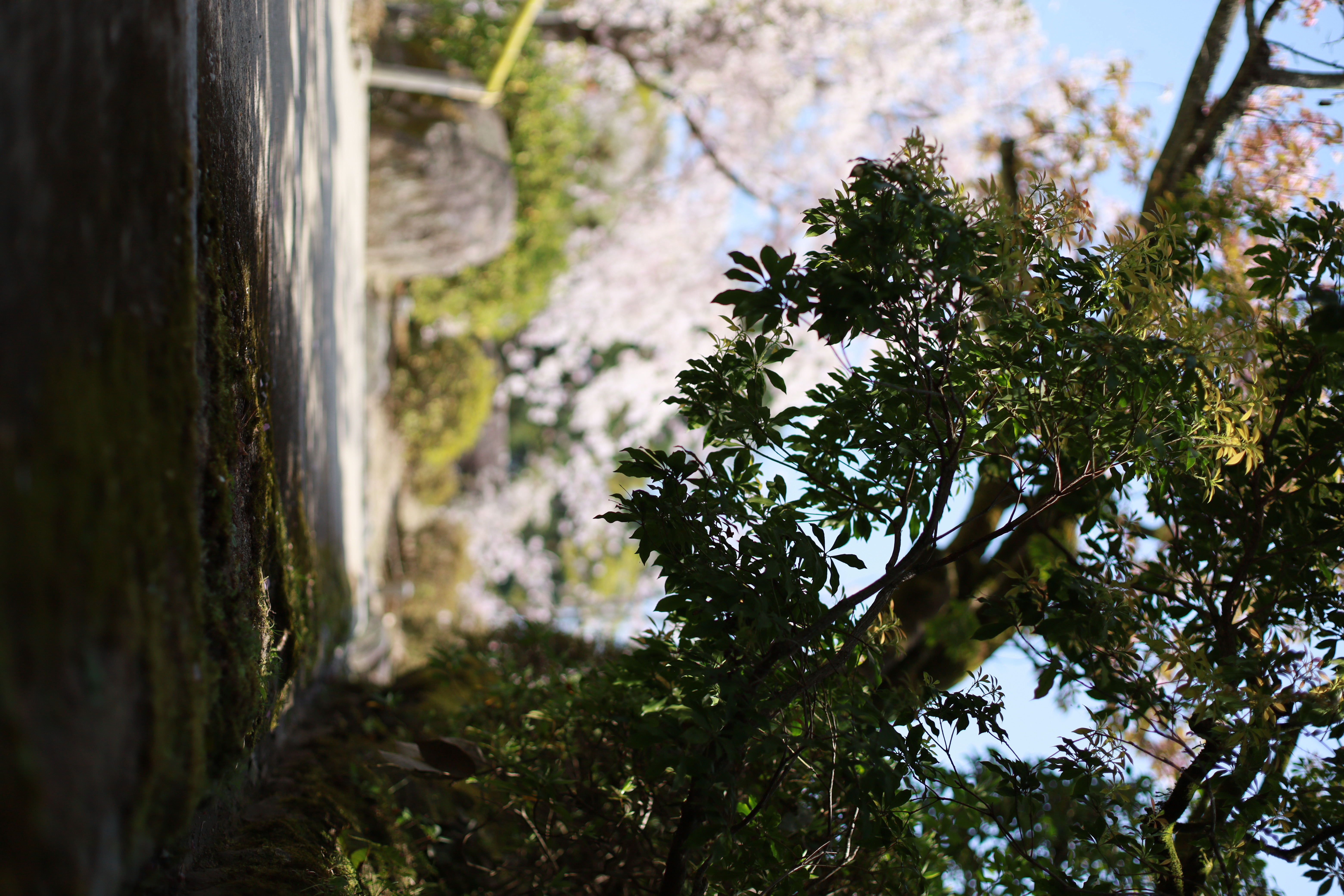 平安神宮の画像2