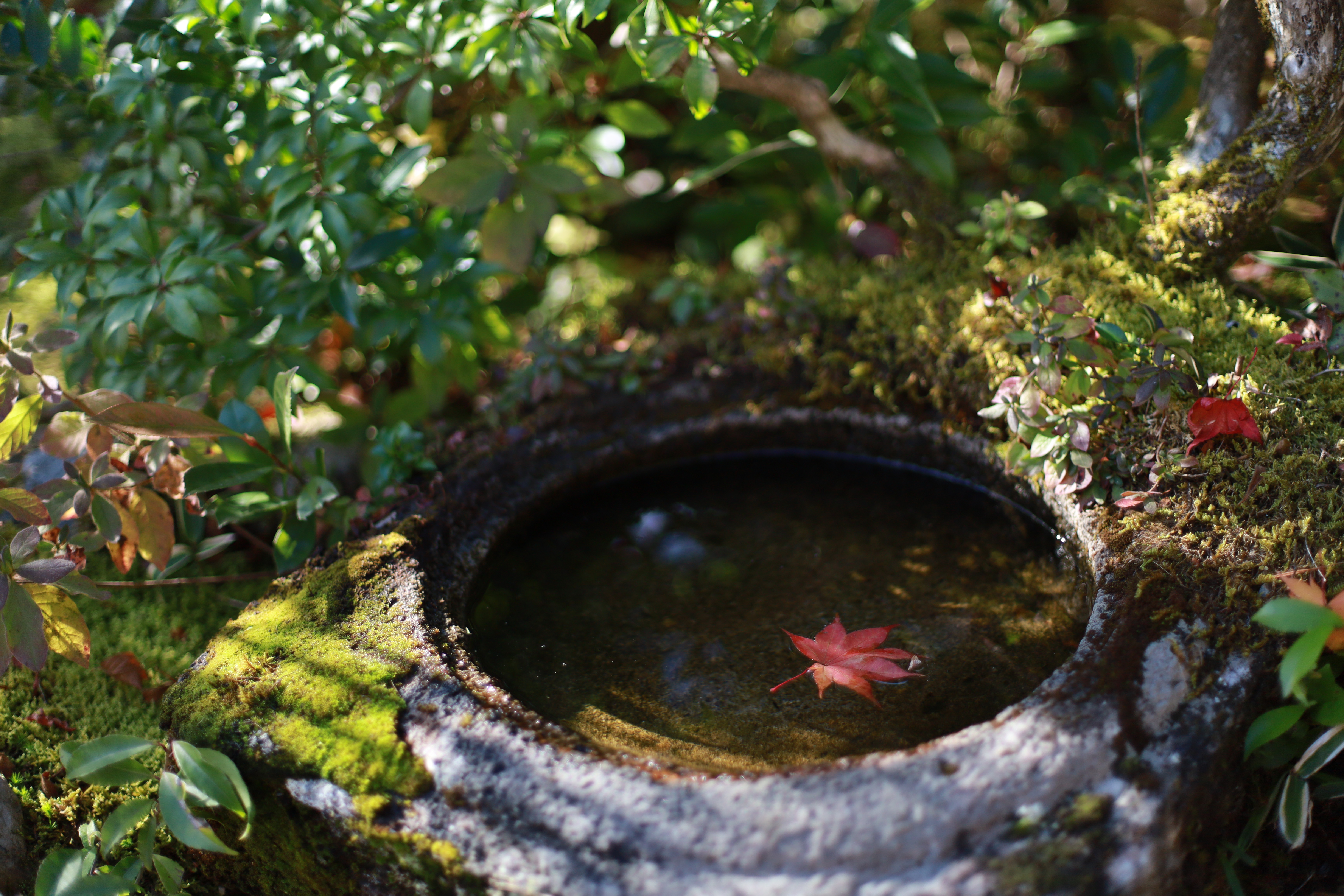 京都のどこかの画像1