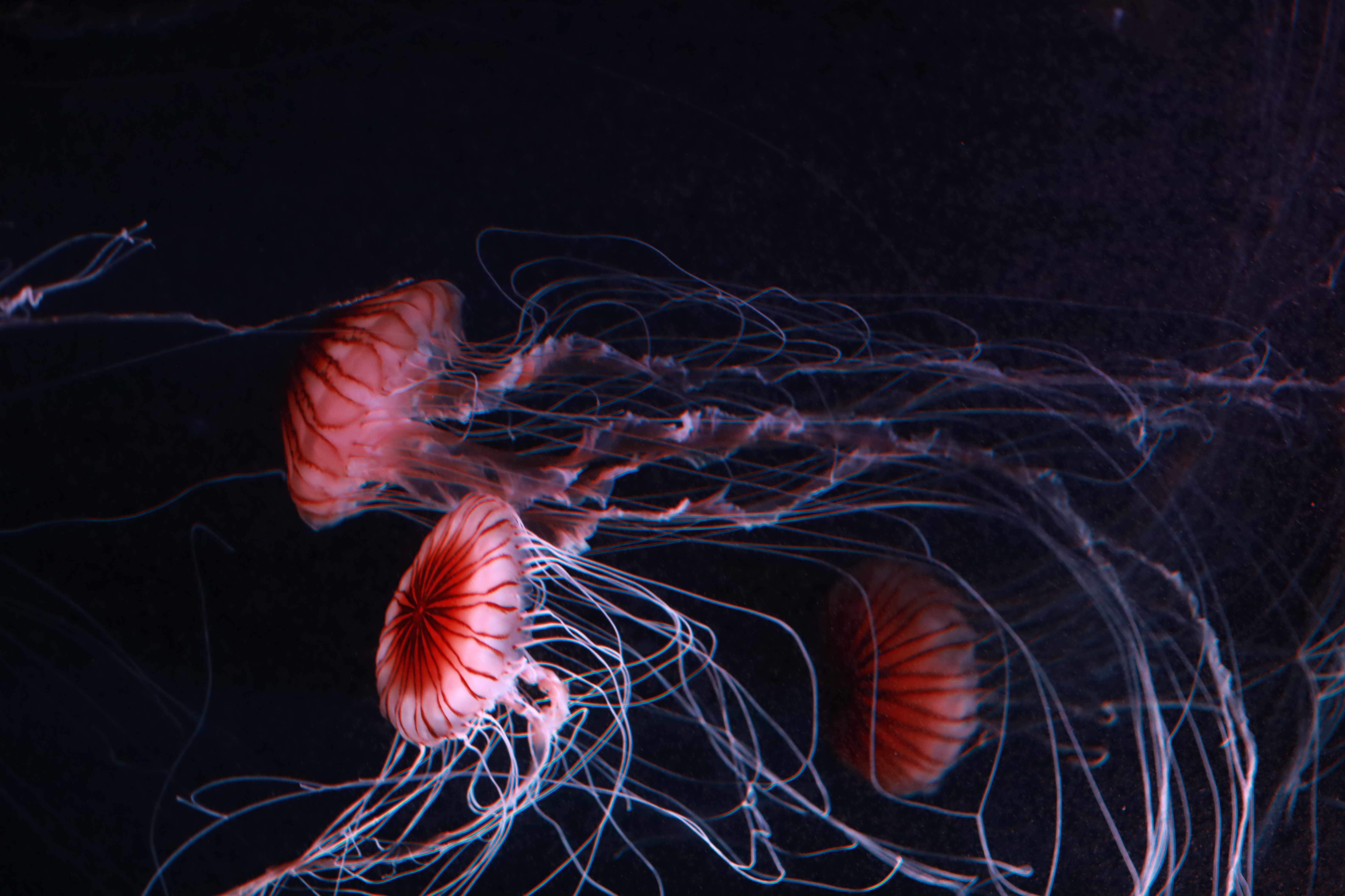 京都水族館の画像7