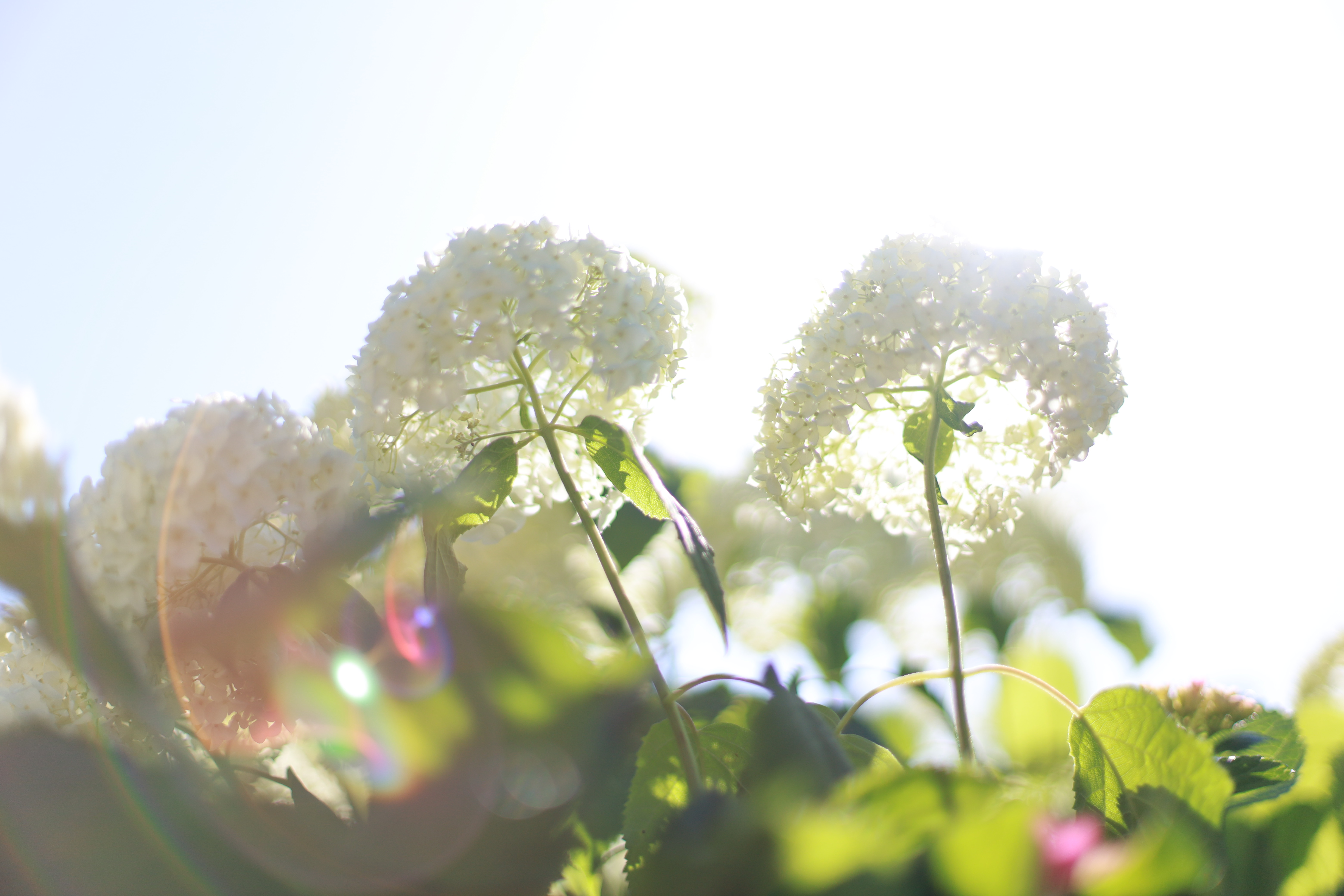 三室戸寺の画像2