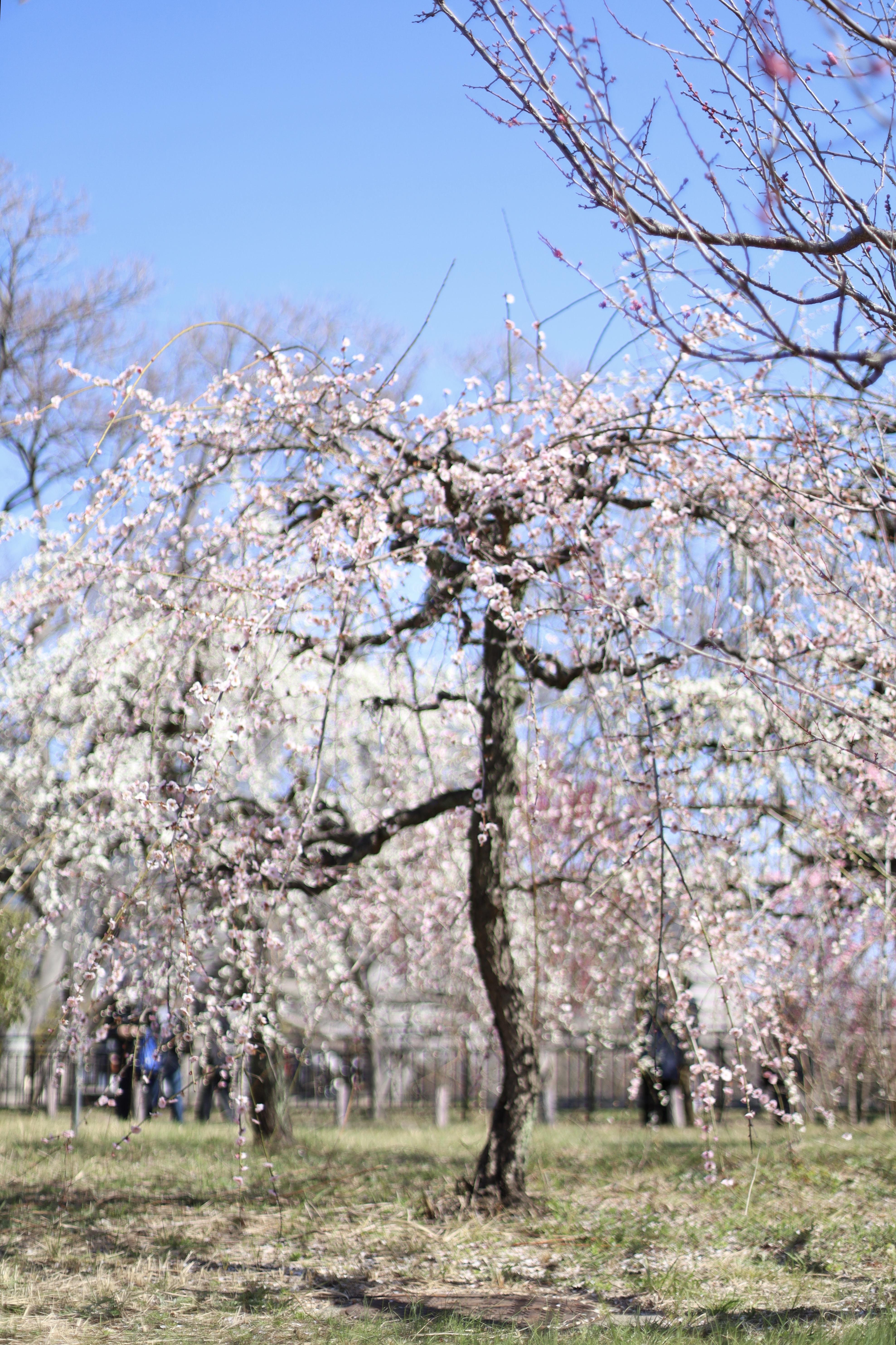 大阪城 梅林の画像1
