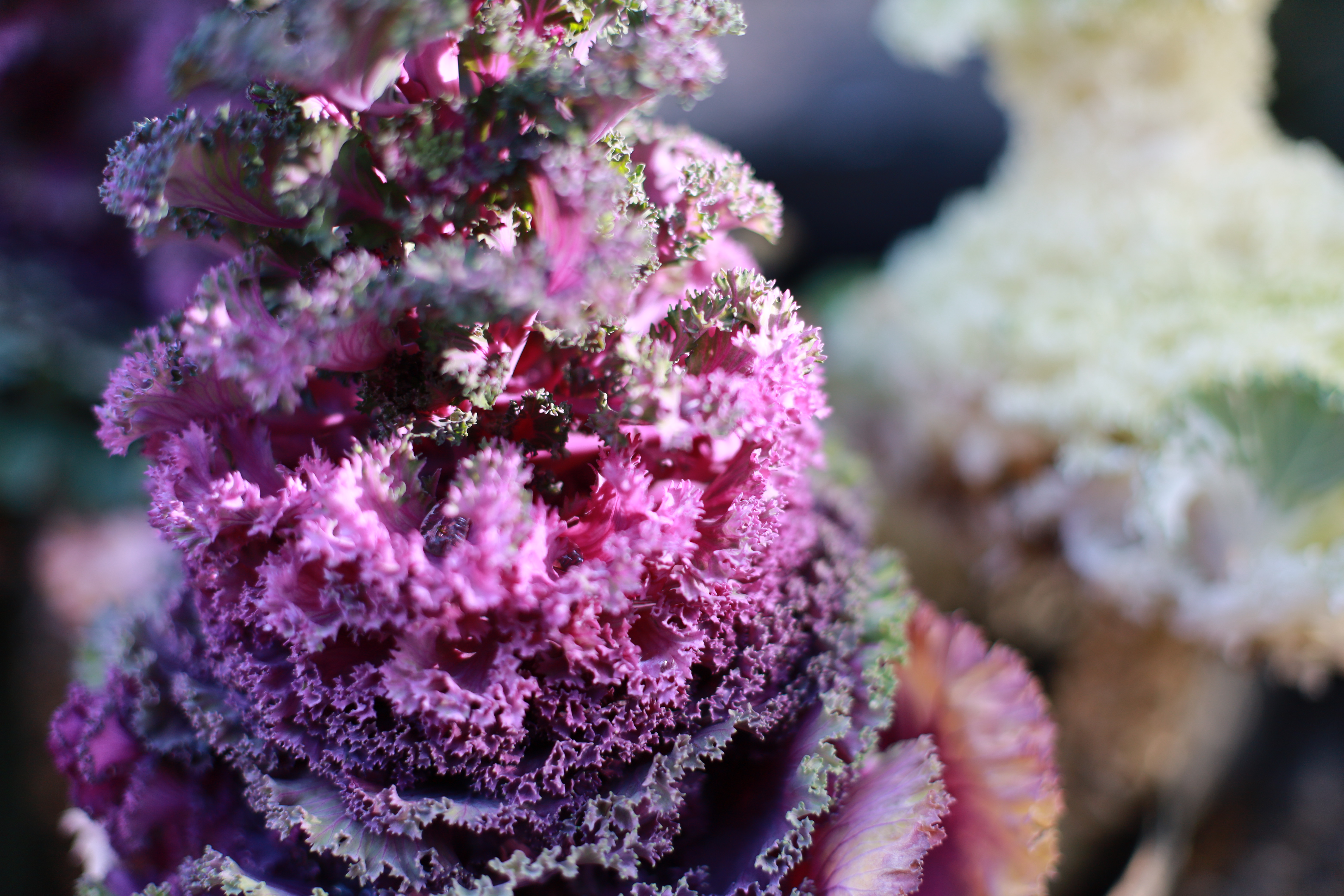 離宮八幡宮の画像2