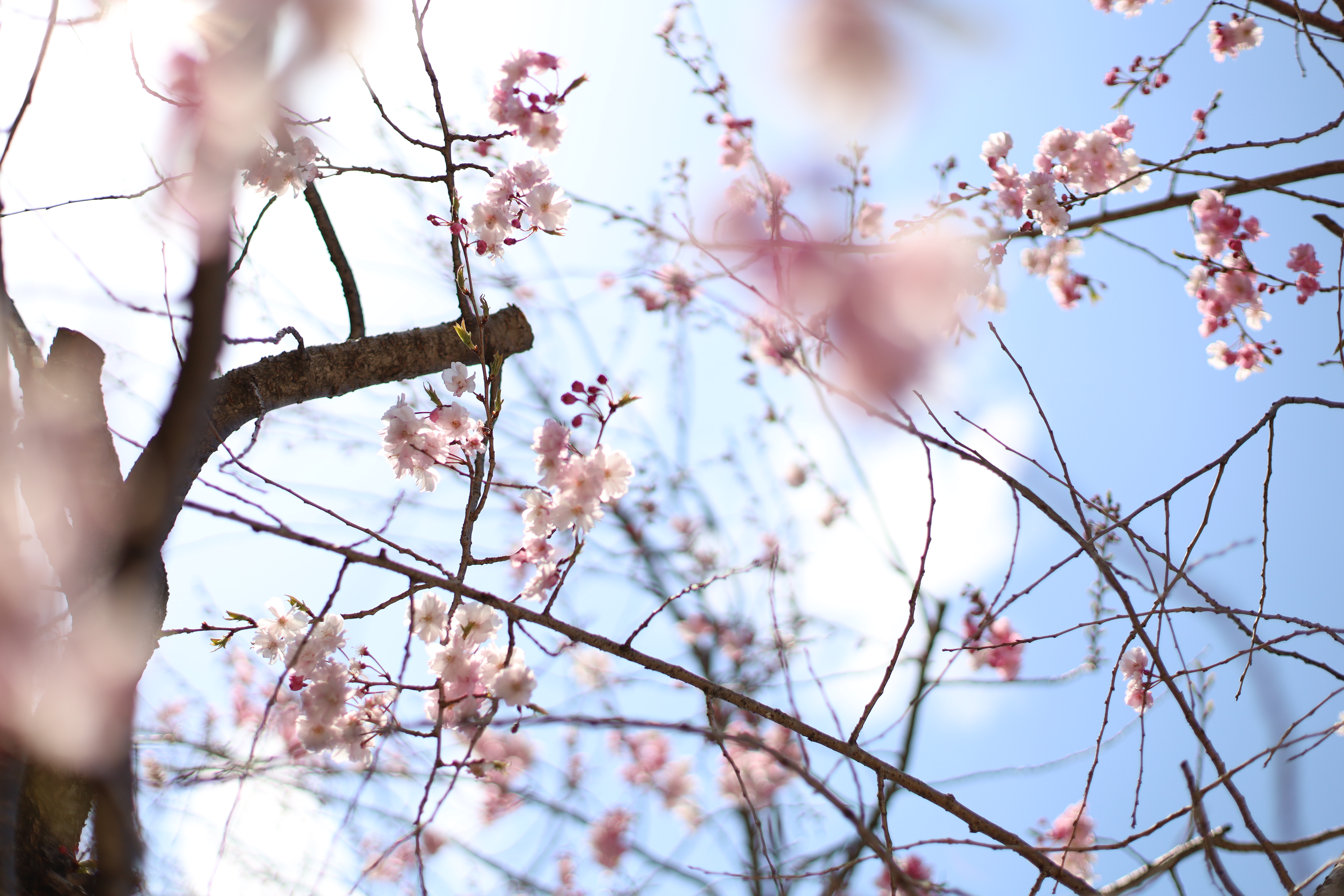 四天王寺の画像4
