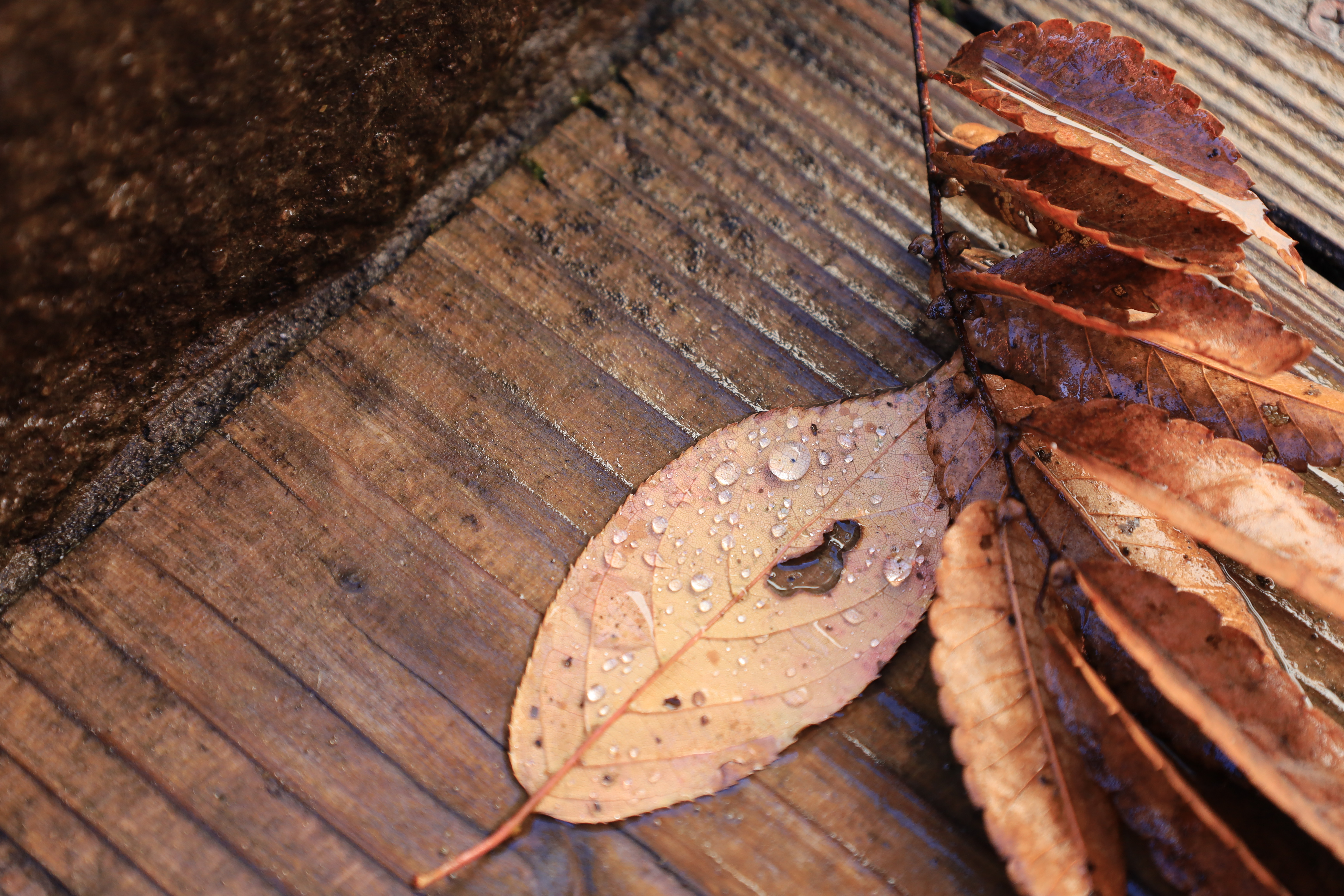 春日大社の画像3