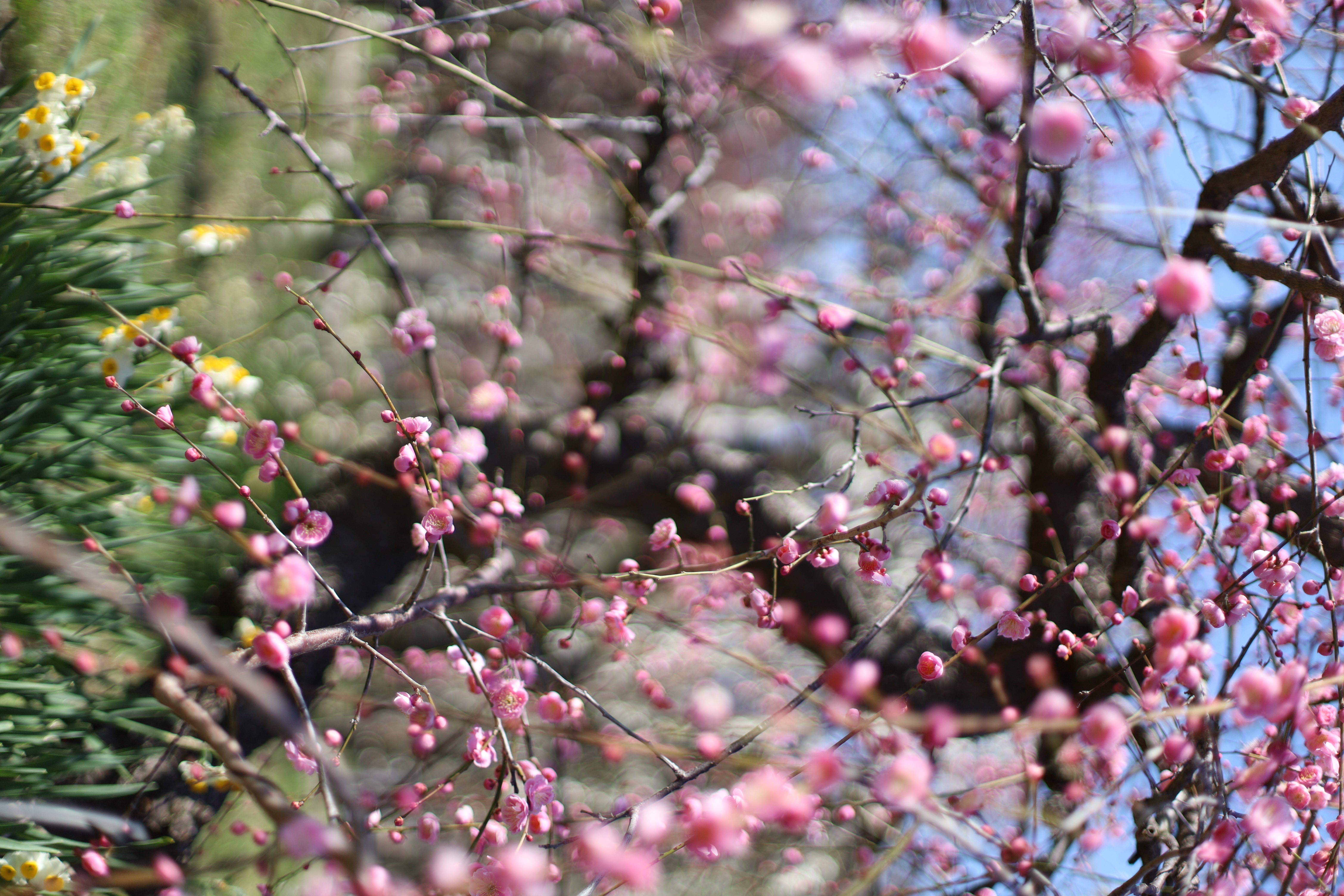大阪城 梅林の画像7