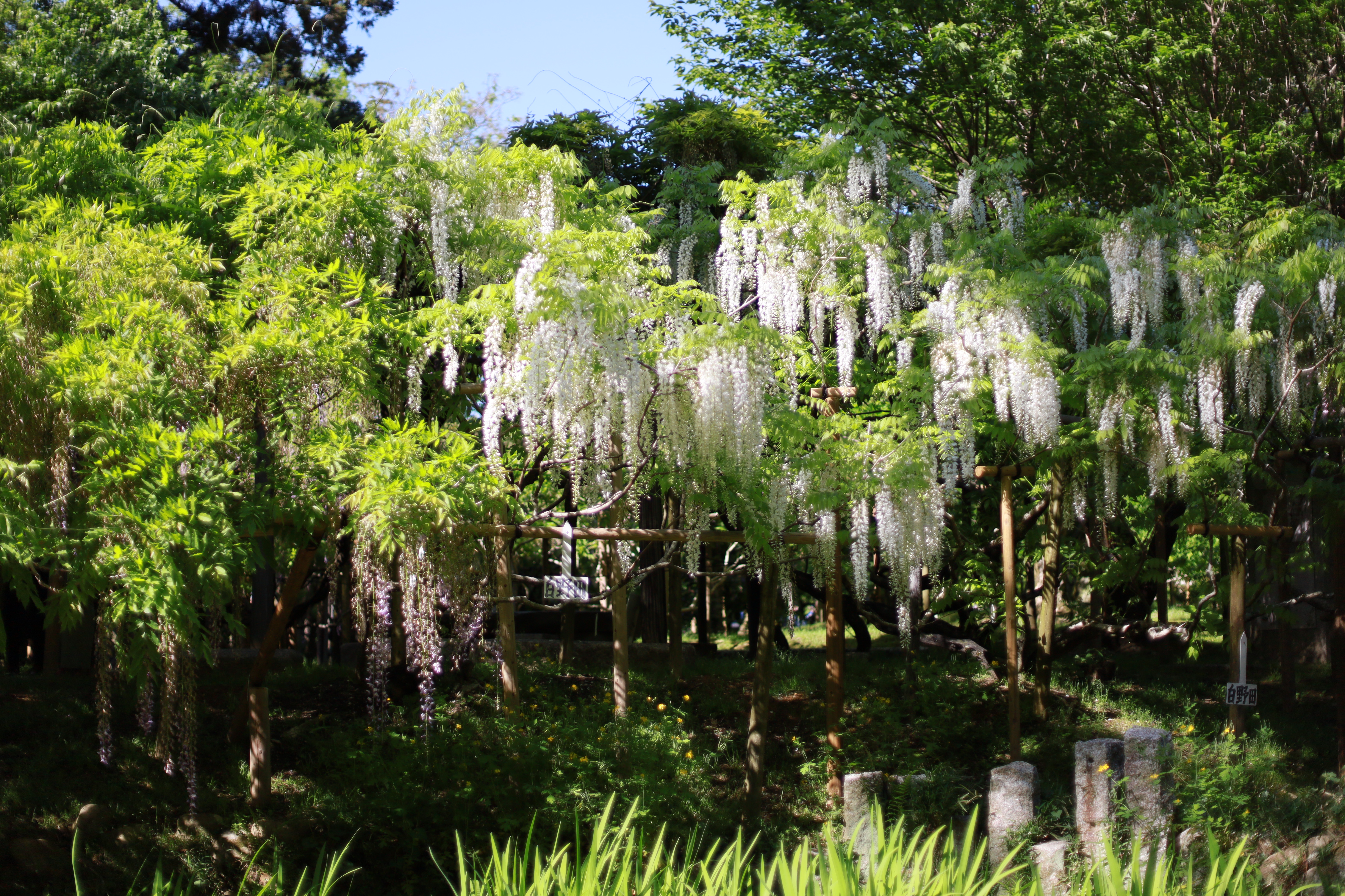 萬葉植物園の画像9