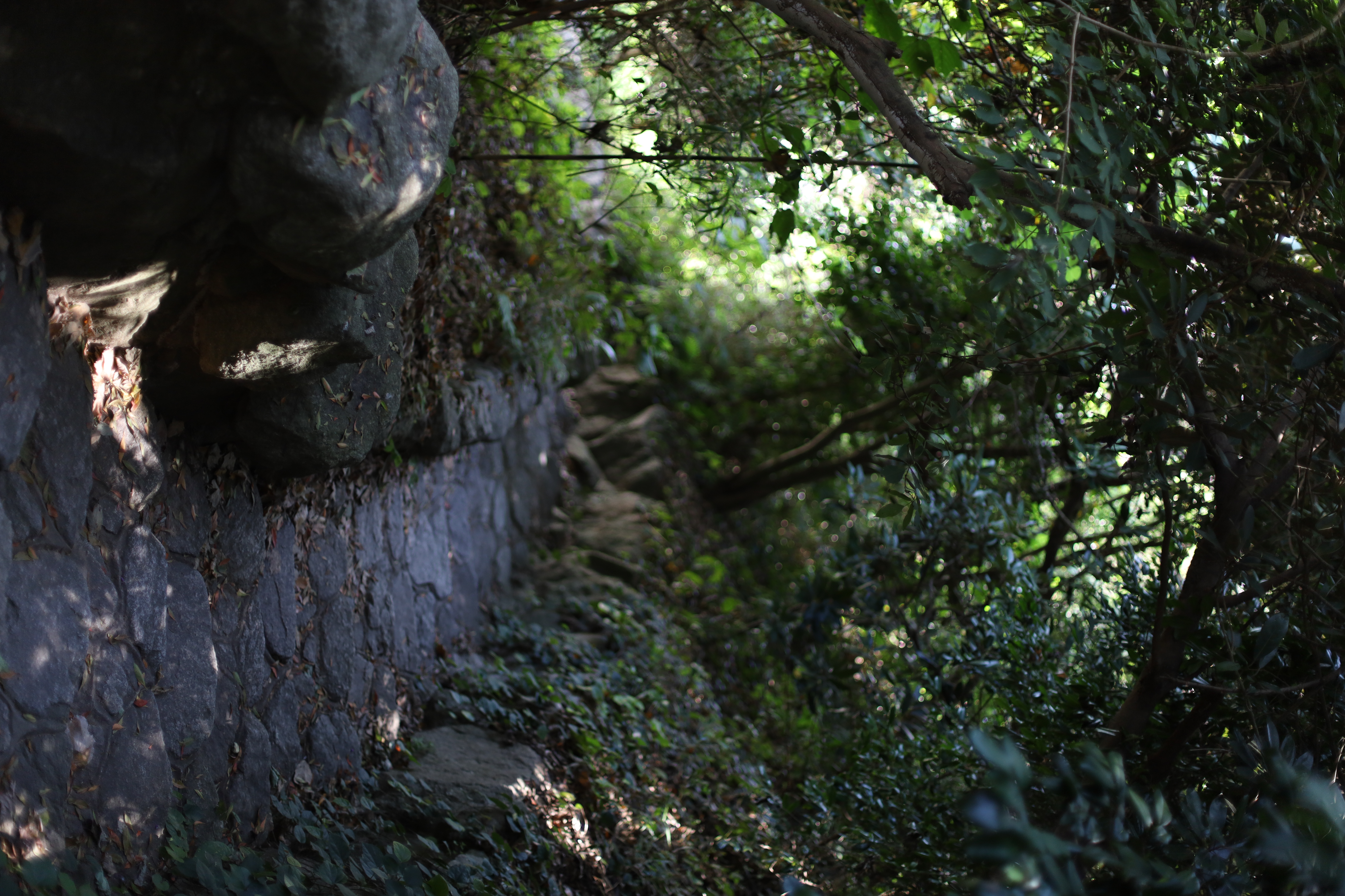 志賀海神社の画像7