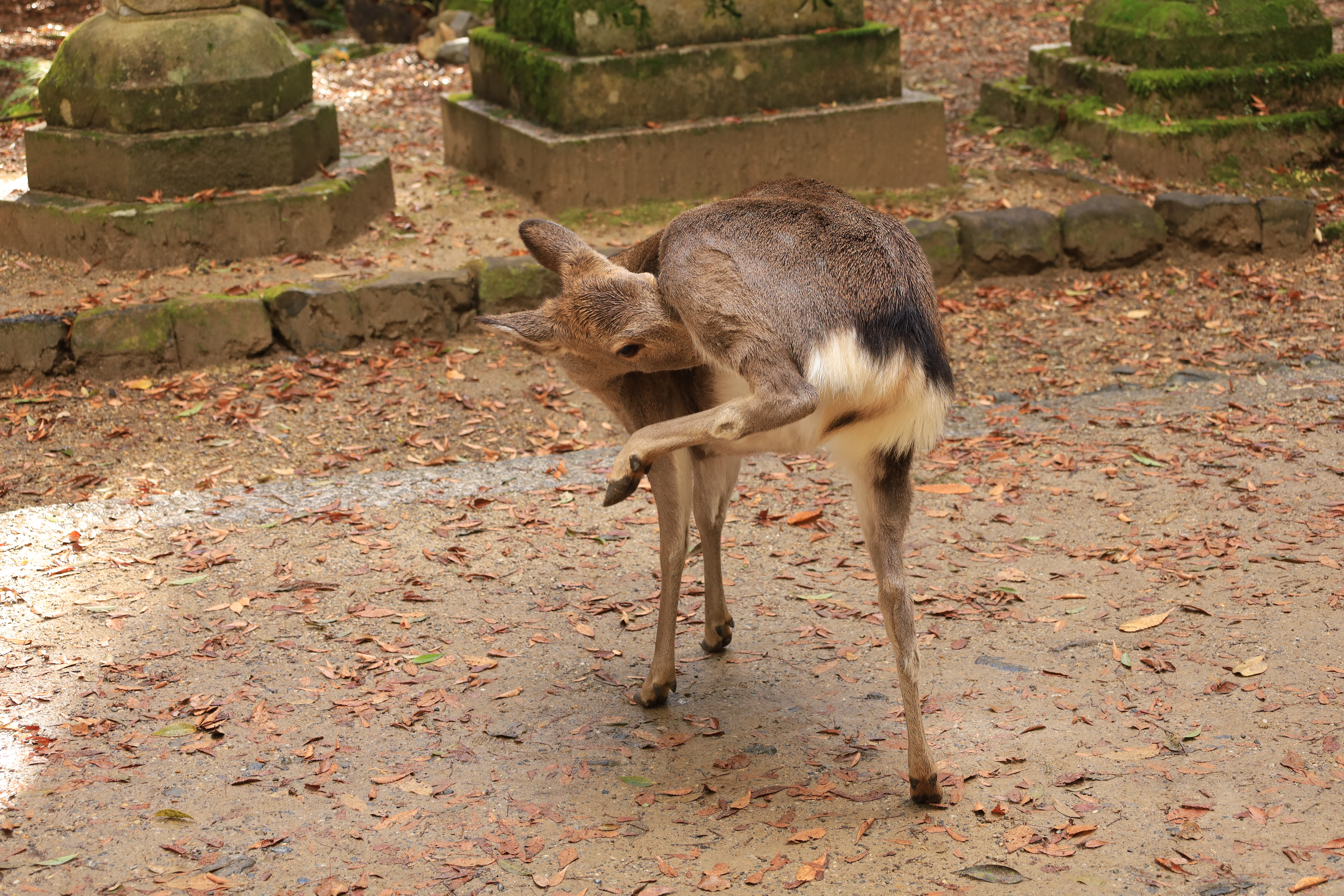 奈良公園の画像7