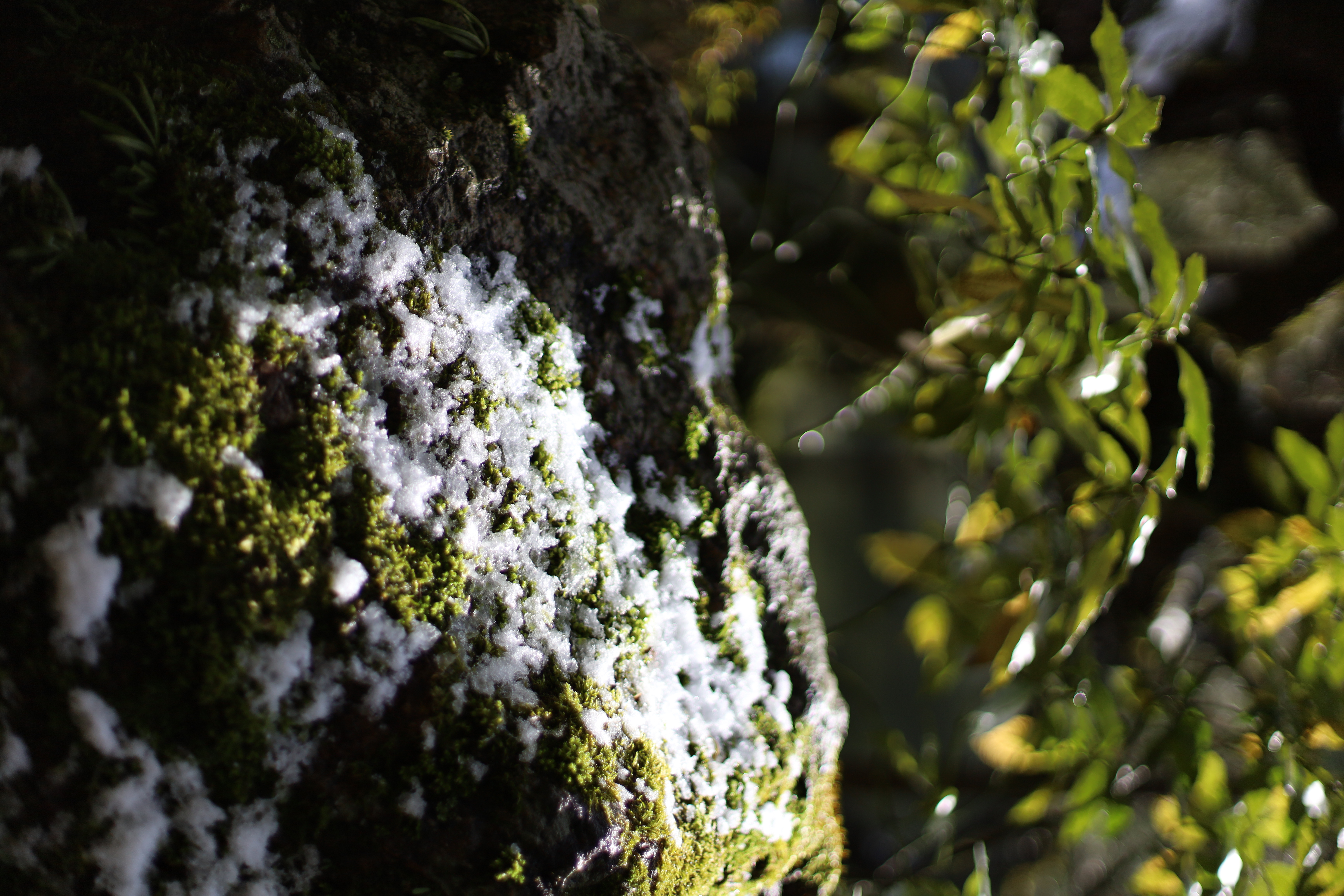 平安神宮の画像8