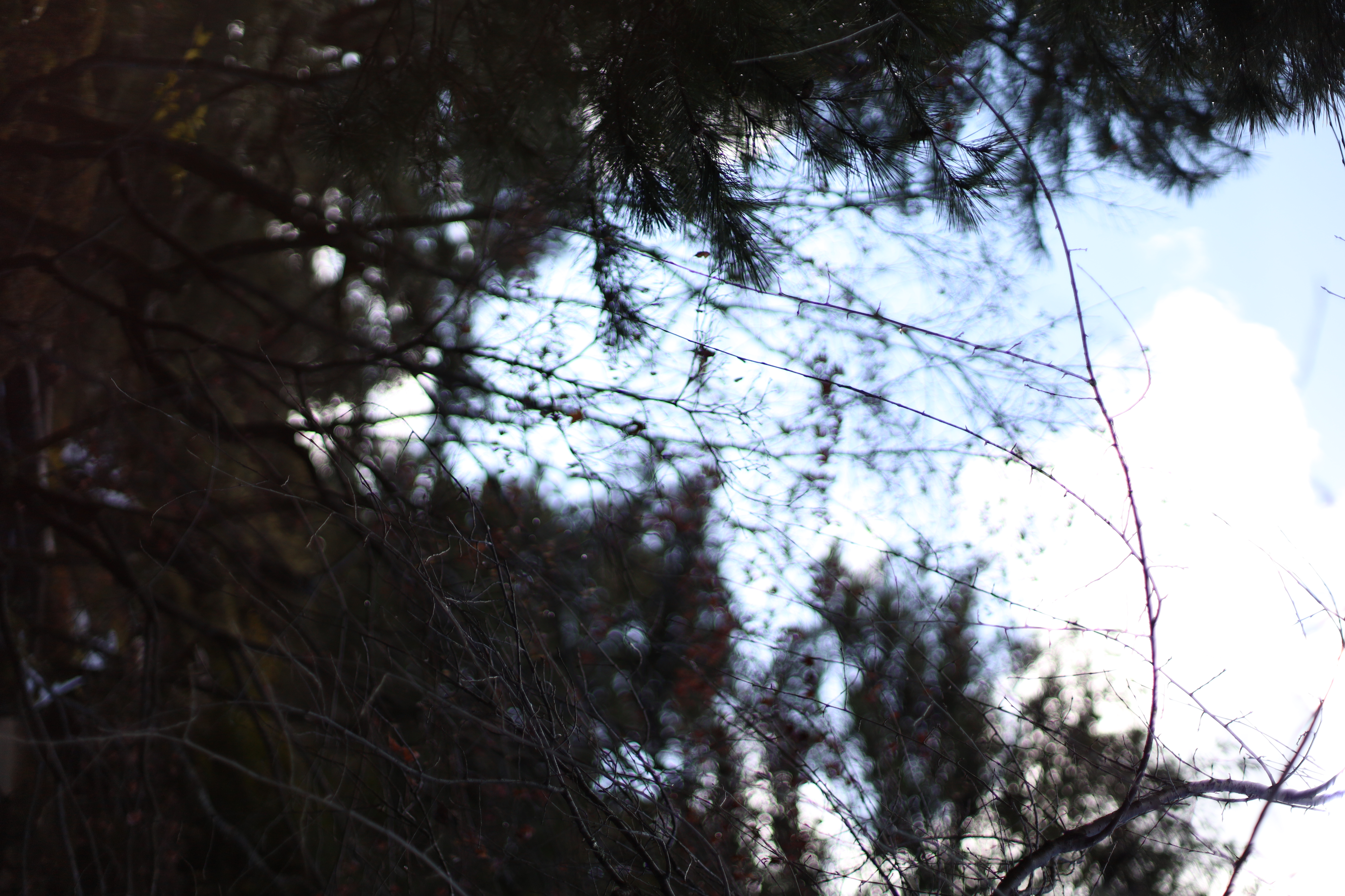 平安神宮の画像3