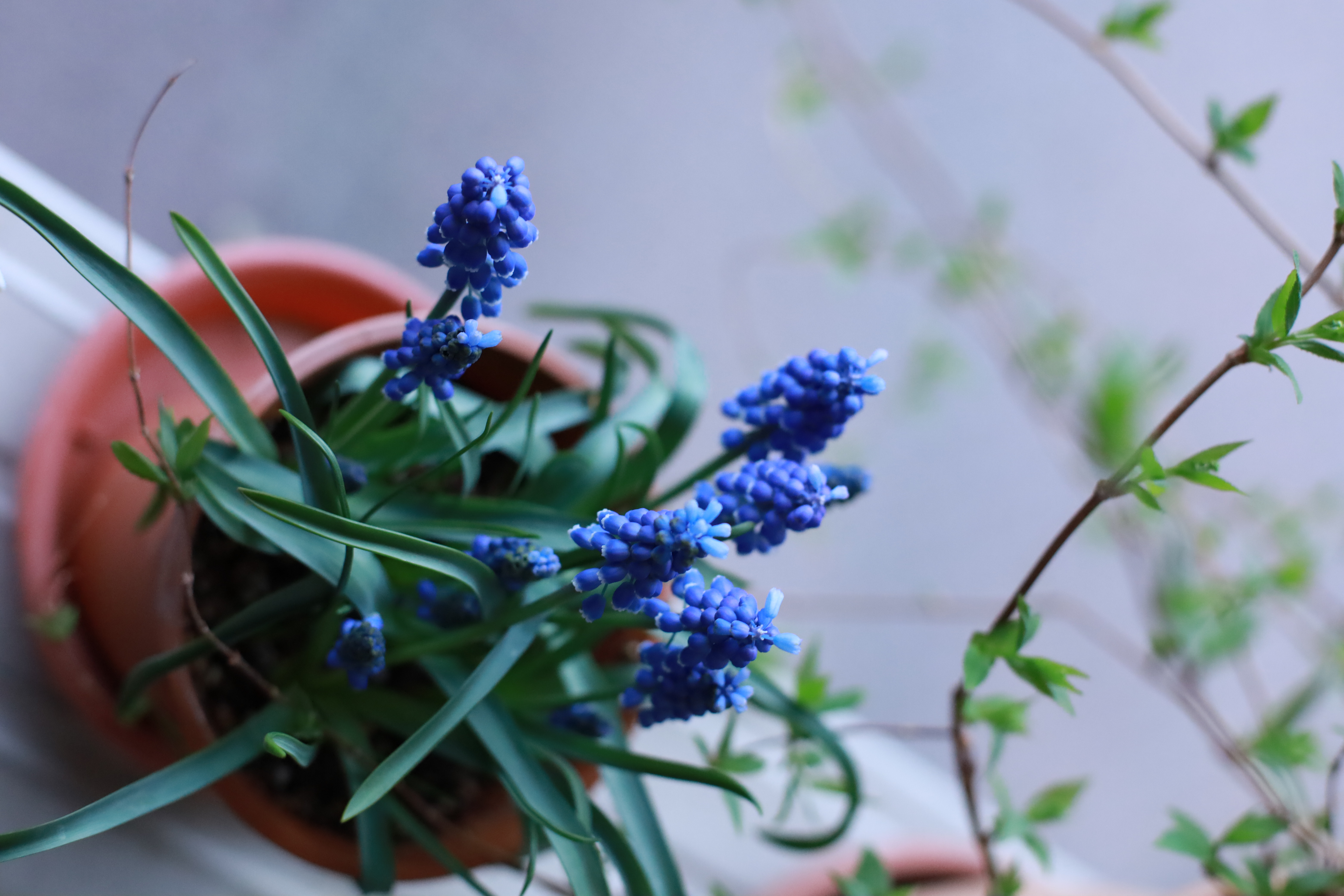 はじめての単焦点レンズの画像1