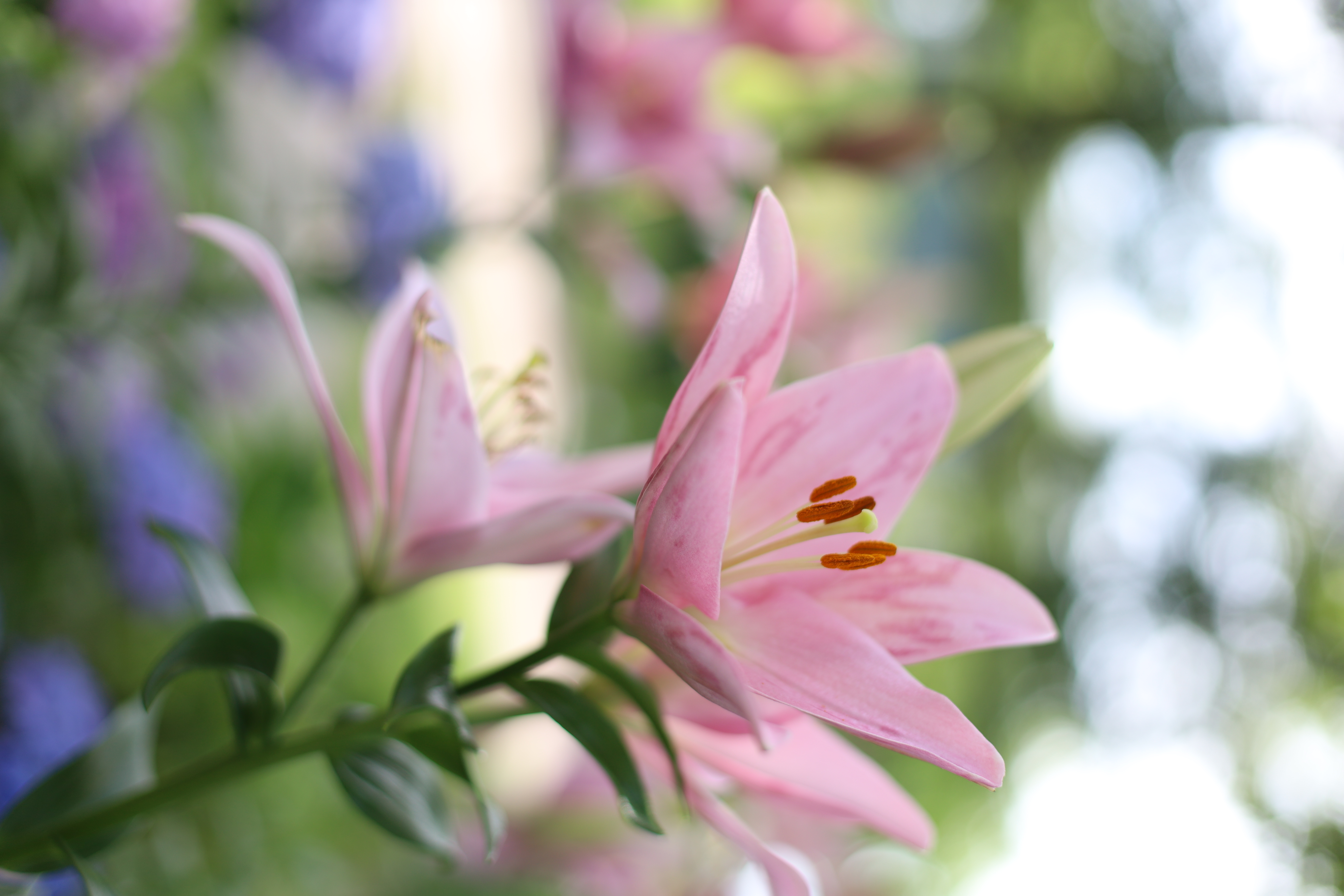 The Day Osakaの画像4